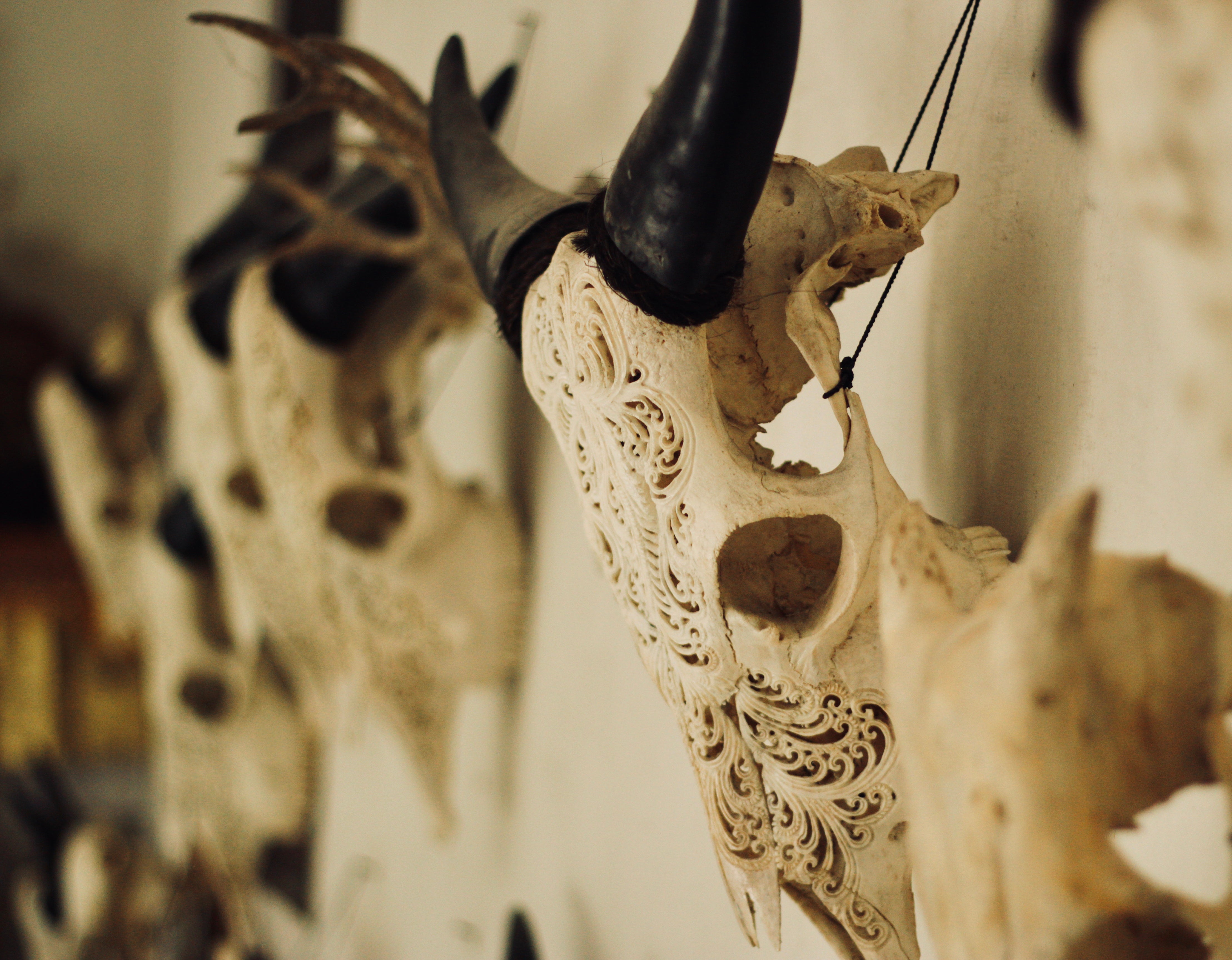 Bali's Hand-Carved Buffalo Skulls: A Cultural Masterpiece
