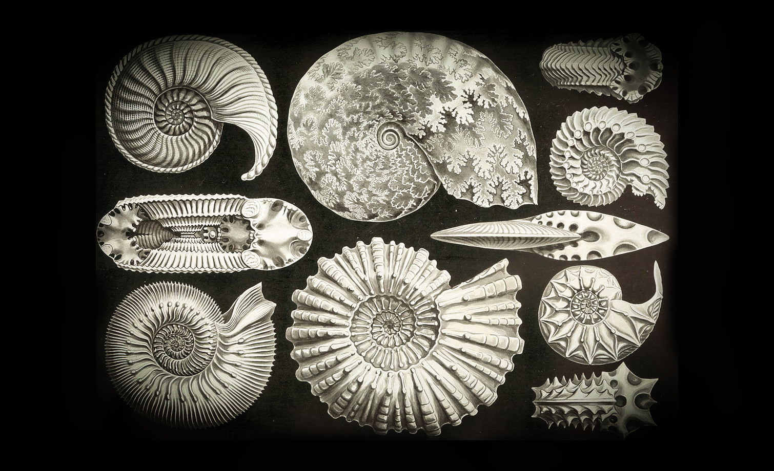 Unleash the mystical powers of ancient sea creatures with ammonite stone statues