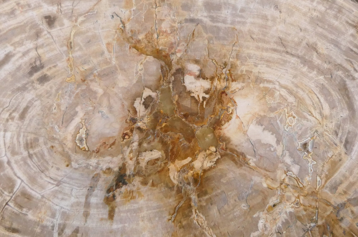 15 INTRIGUING FACTS AND BELIEFS ABOUT PETRIFIED WOOD