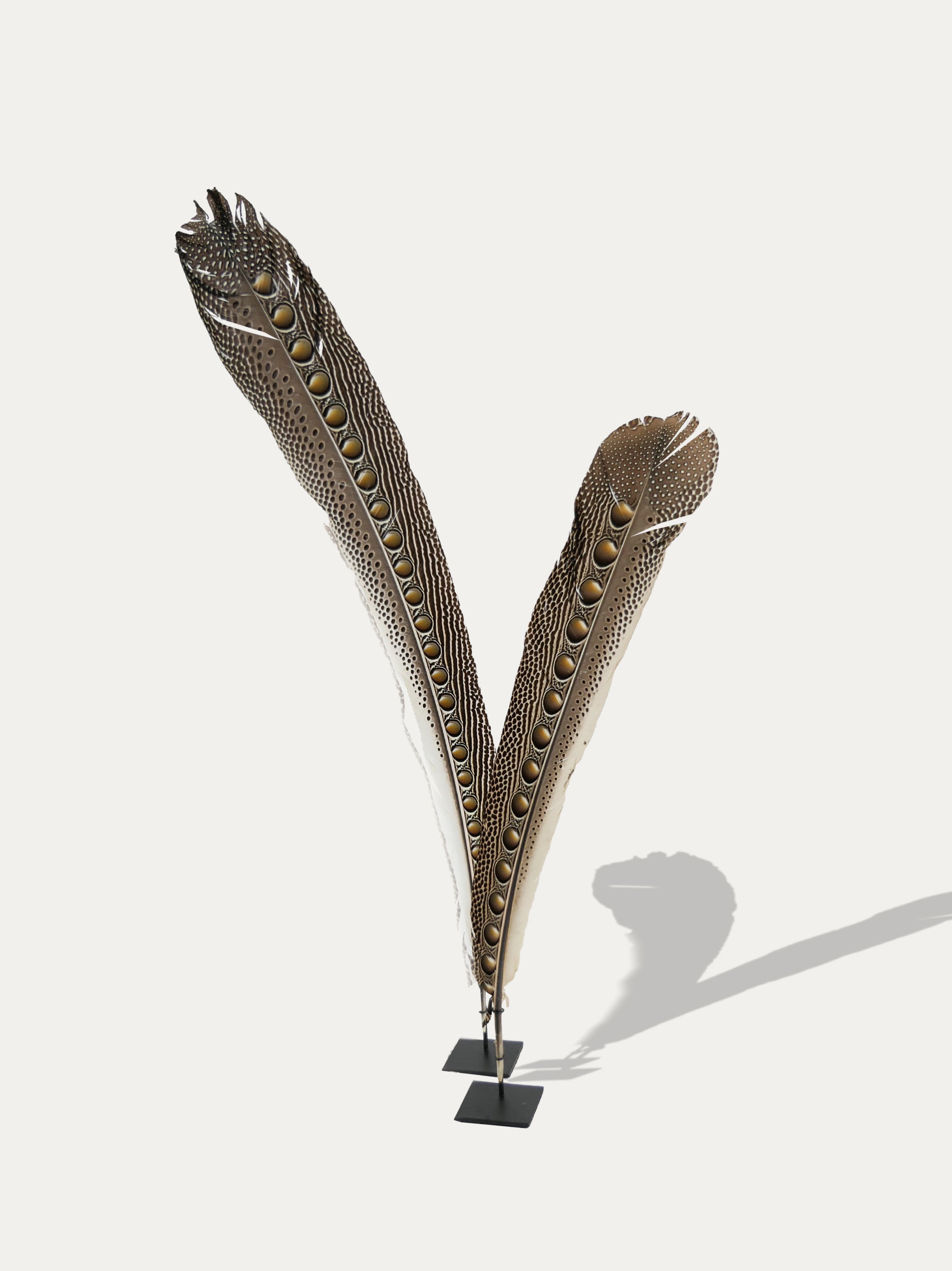 Peacock feathers - Asian Art from Kirschon