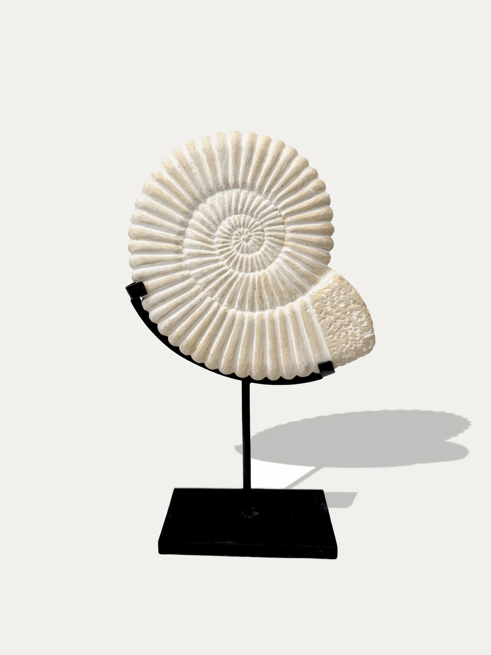 Set di 2 statue di Ammonite di Java