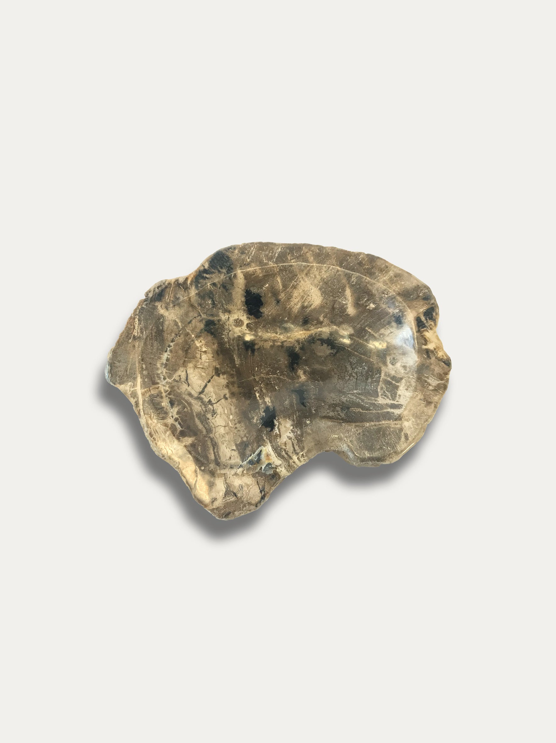 Ciotola in legno pietrifcato millenario