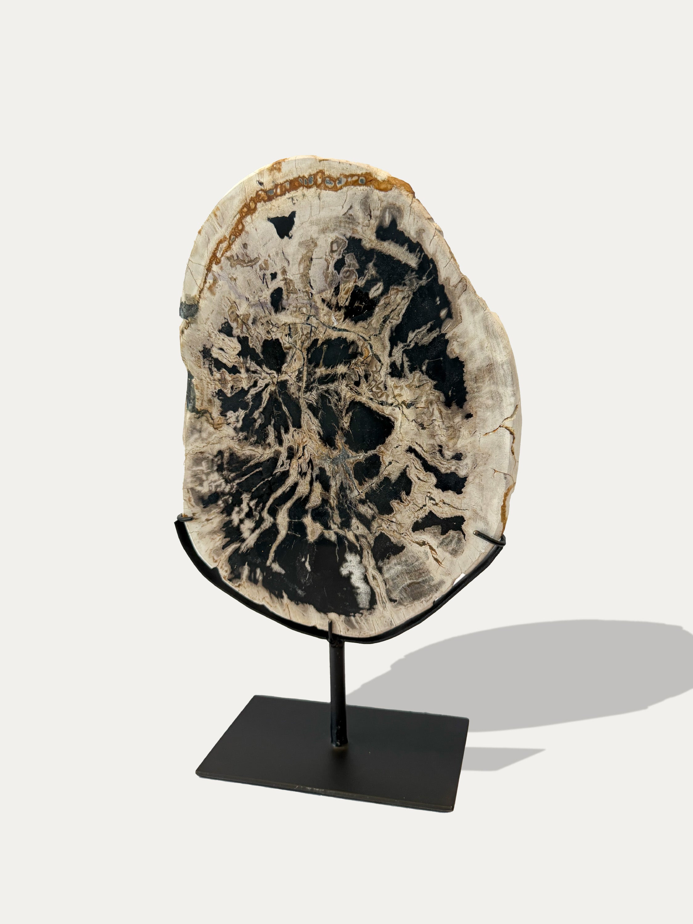 Scultura e Vassoio in Legno Pietrificato