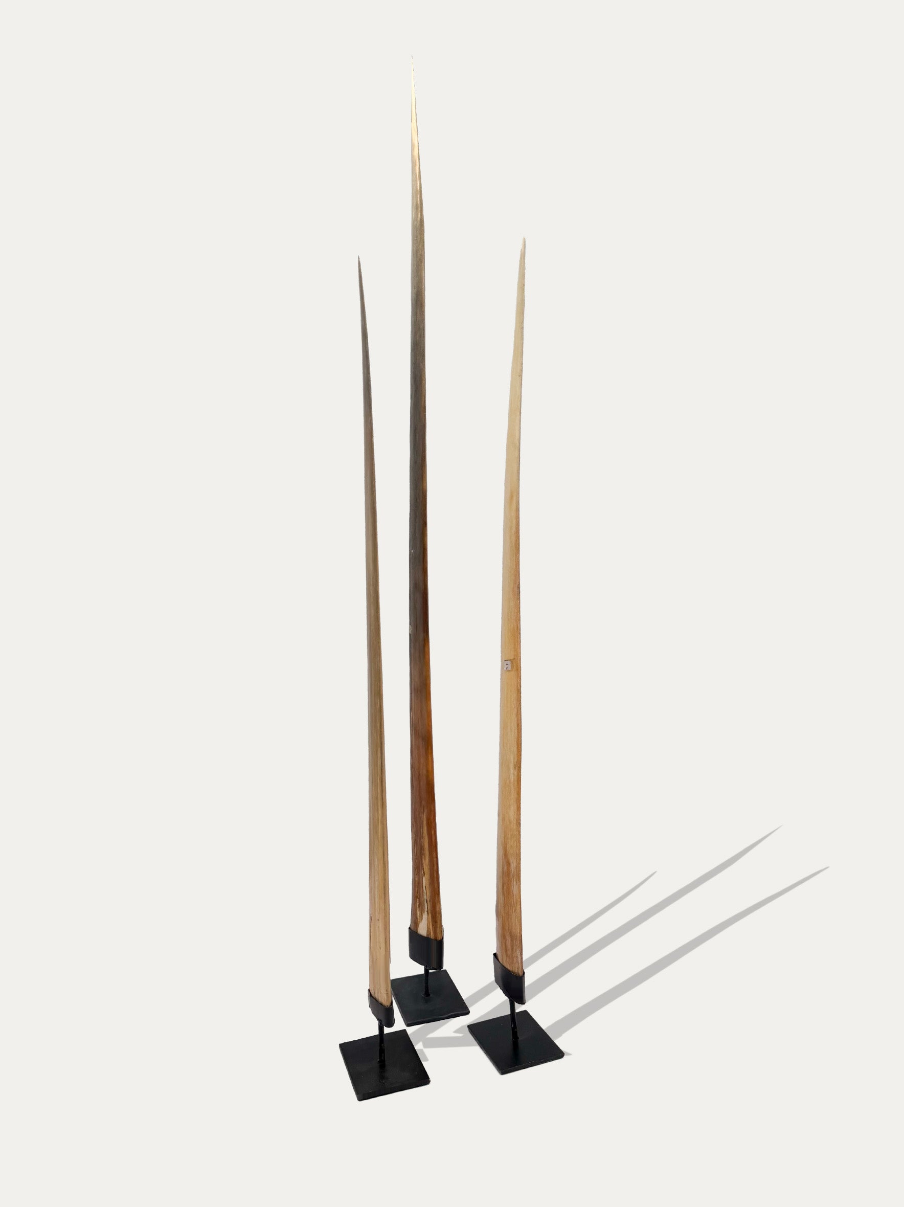 Set of 3 Large Swordfish Rostrums from Indonesia