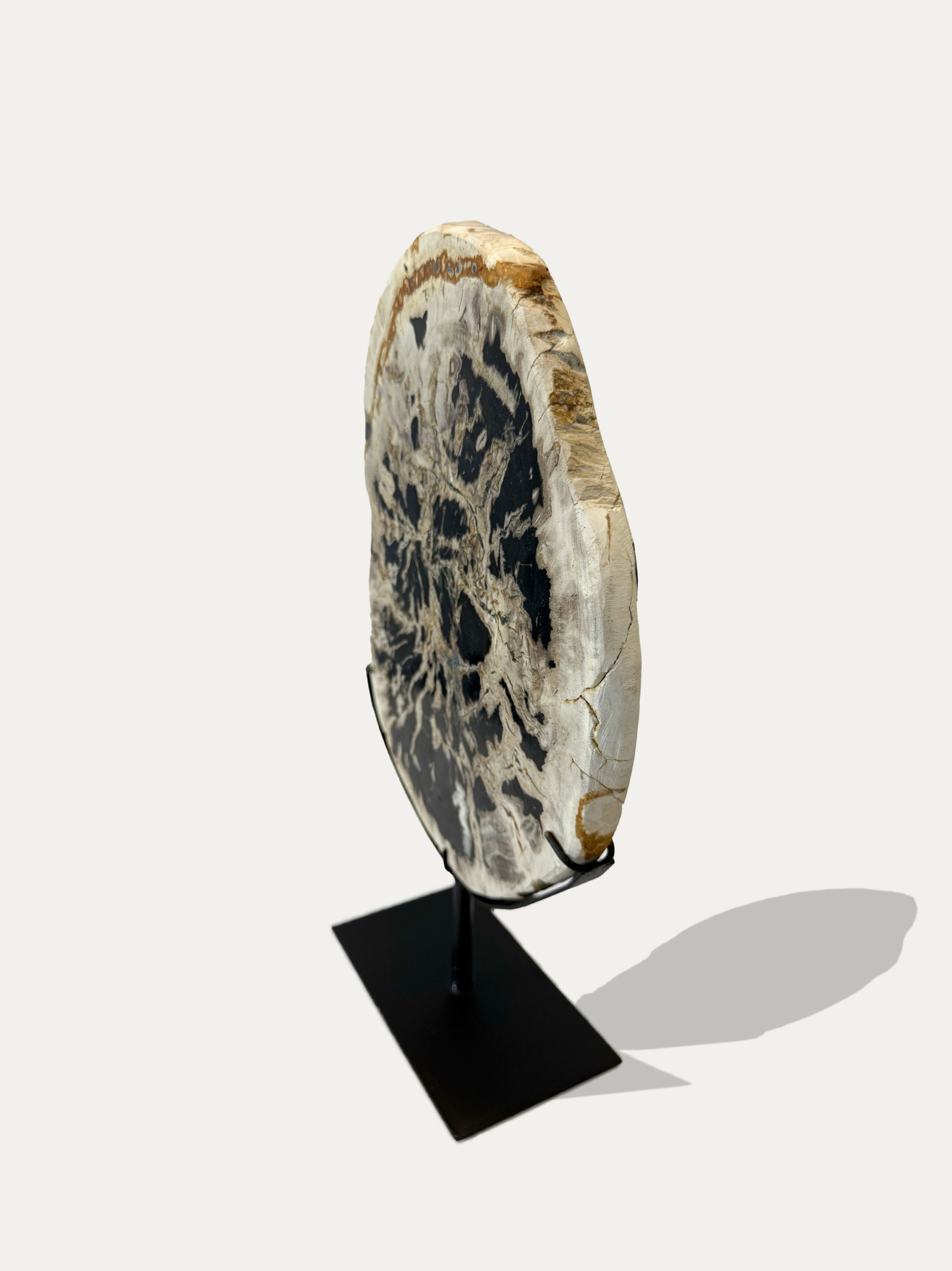 Scultura e Vassoio in Legno Pietrificato