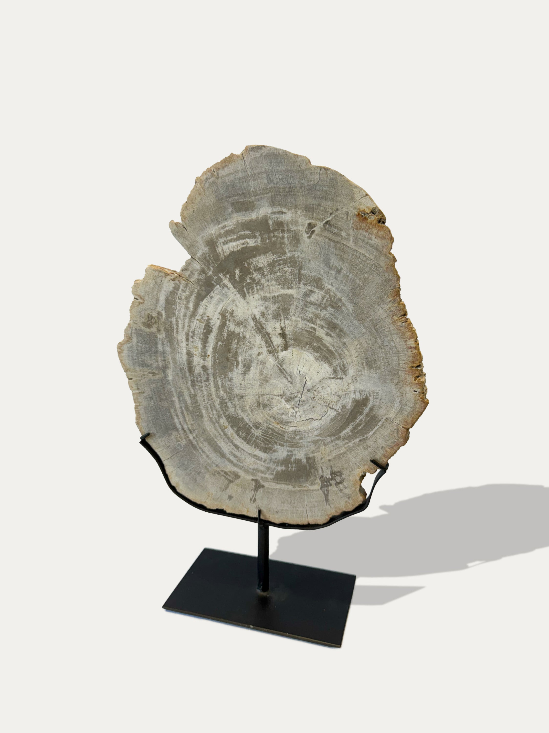 rare-petrified-wood-tray-kirschon-como-decor.jpg