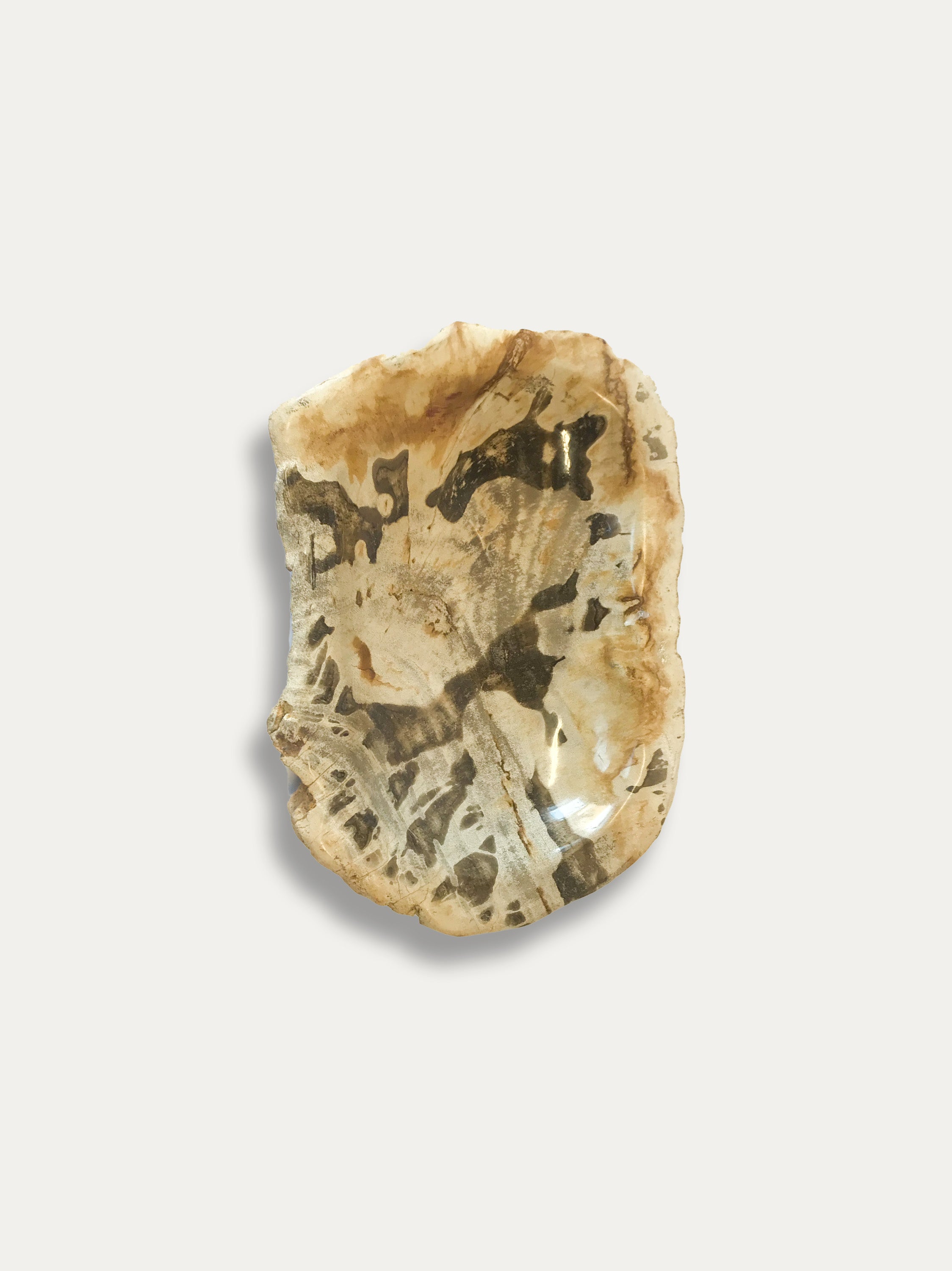 Petrified Wood Bowl - Enjoy Italy's largest collection of Petrified wood accessories!