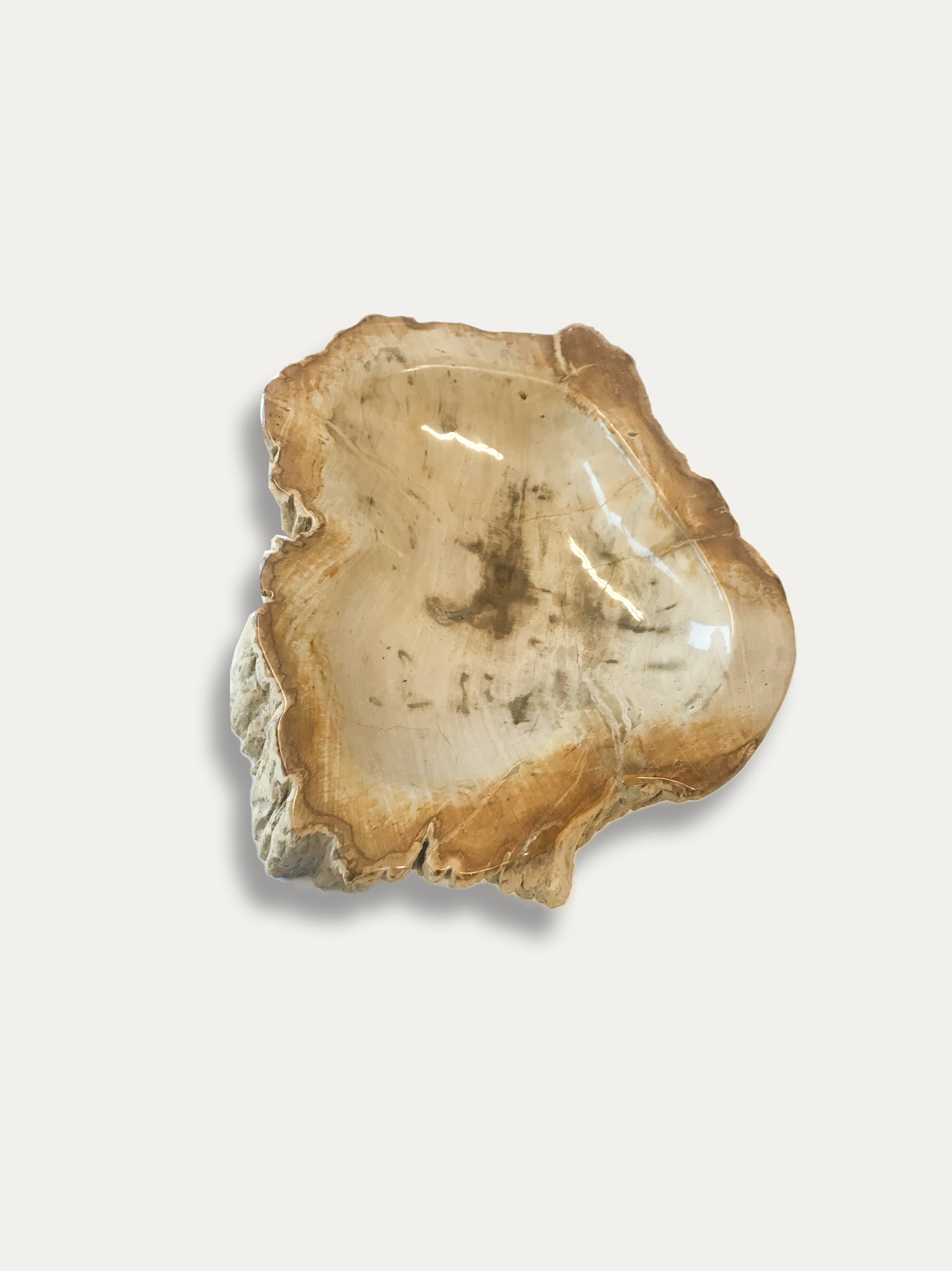 Petrified Wood Bowl - Enjoy Italy's largest collection of Petrified wood accessories!