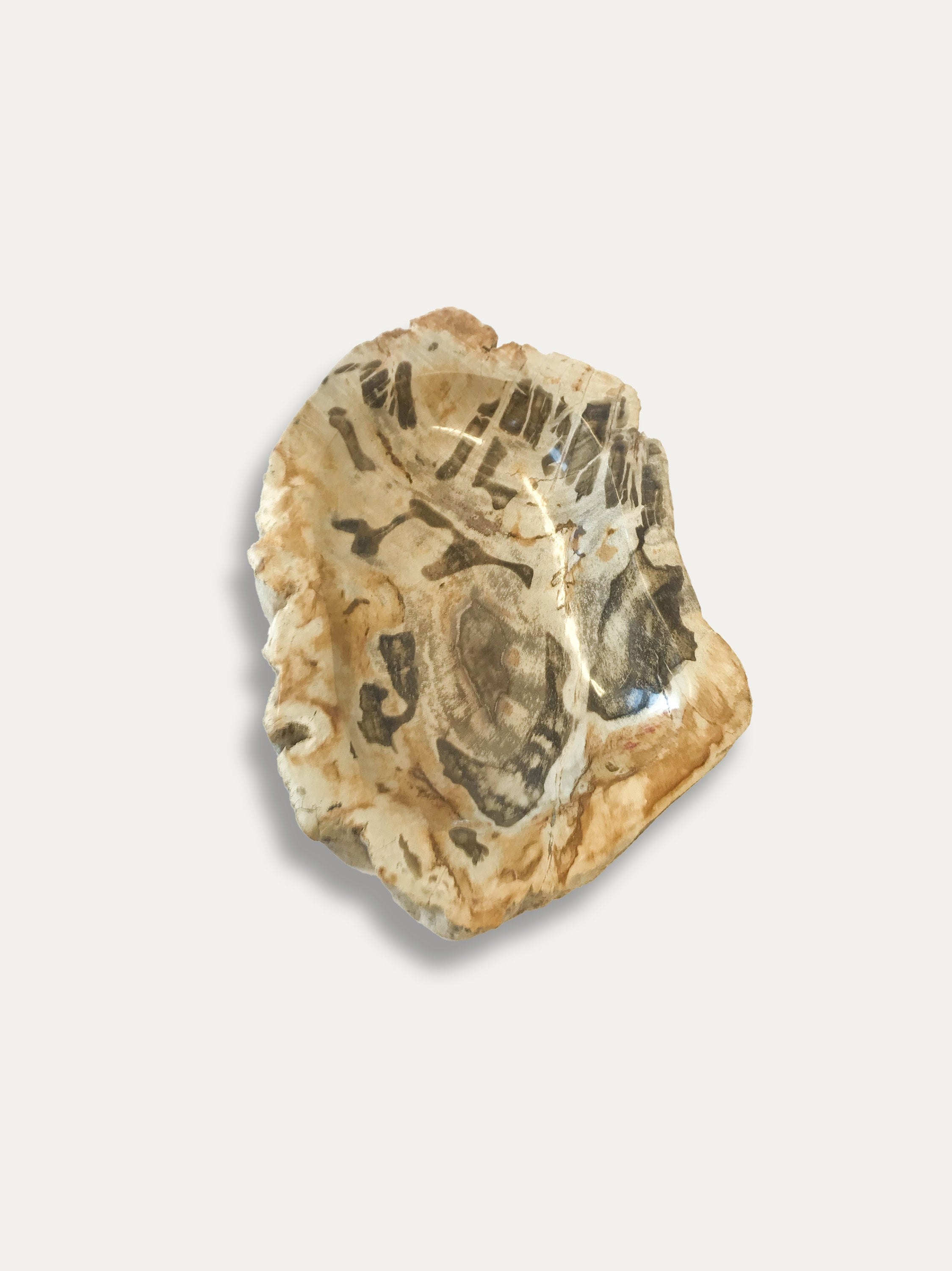 Petrified Wood Bowl - Enjoy Italy's largest collection of Petrified wood accessories!