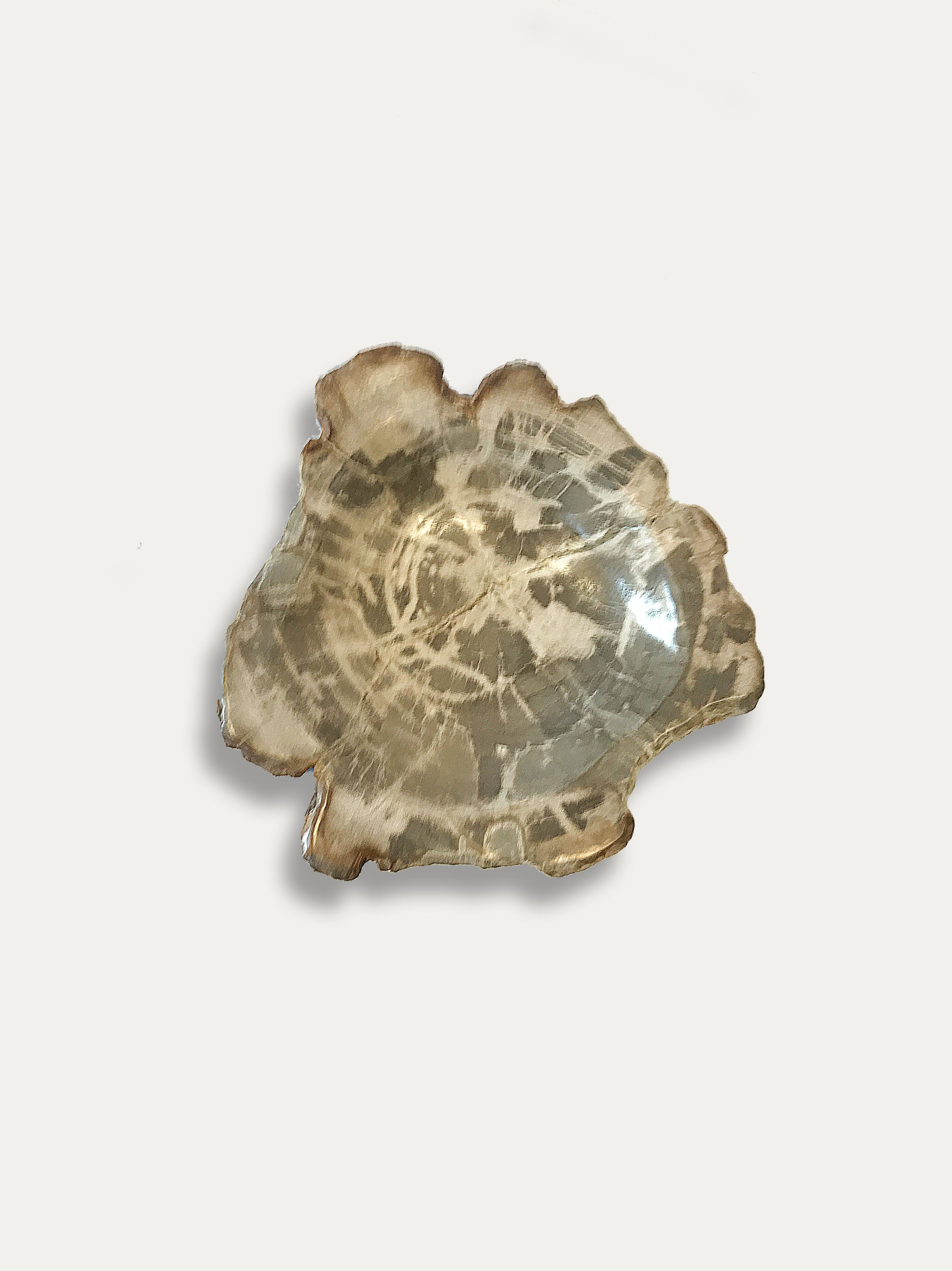 Petrified Wood Bowl - Enjoy Italy's largest collection of Petrified wood accessories!