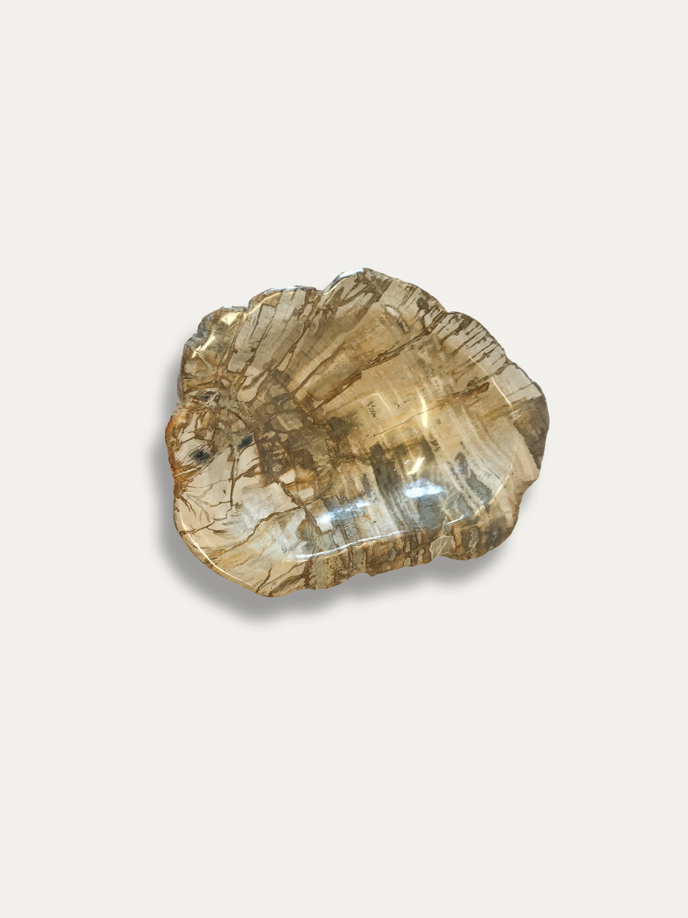 Petrified Wood Bowl - Enjoy Italy's largest collection of Petrified wood accessories!