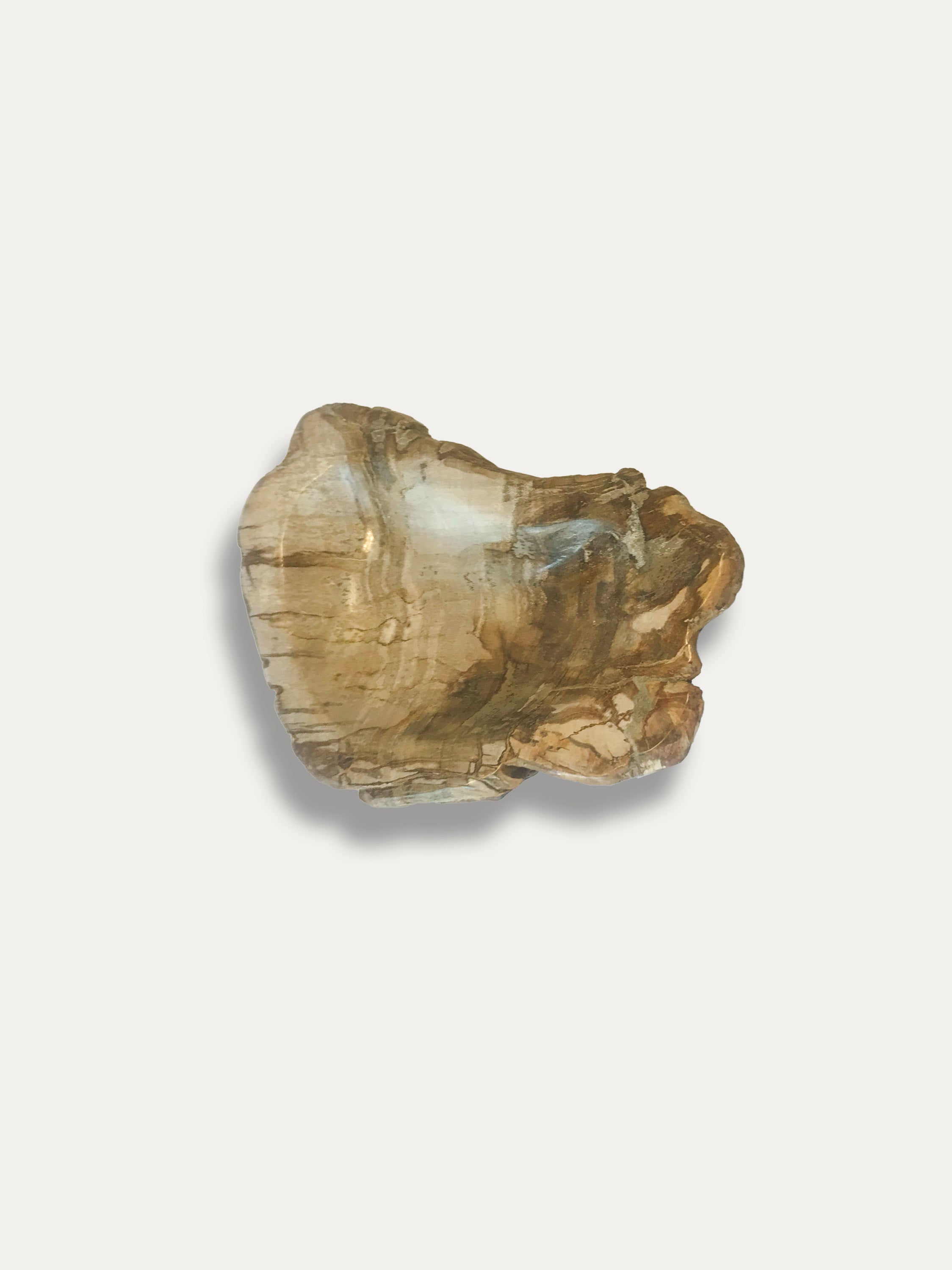 Petrified Wood Bowl - Enjoy Italy's largest collection of Petrified wood accessories!