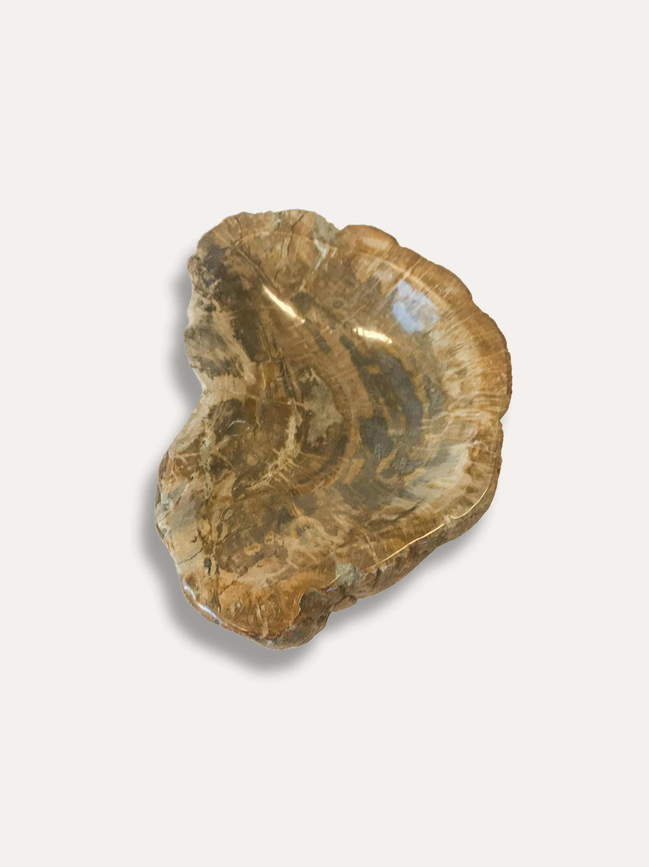 Petrified Wood Bowl - Enjoy Italy's largest collection of Petrified wood accessories!