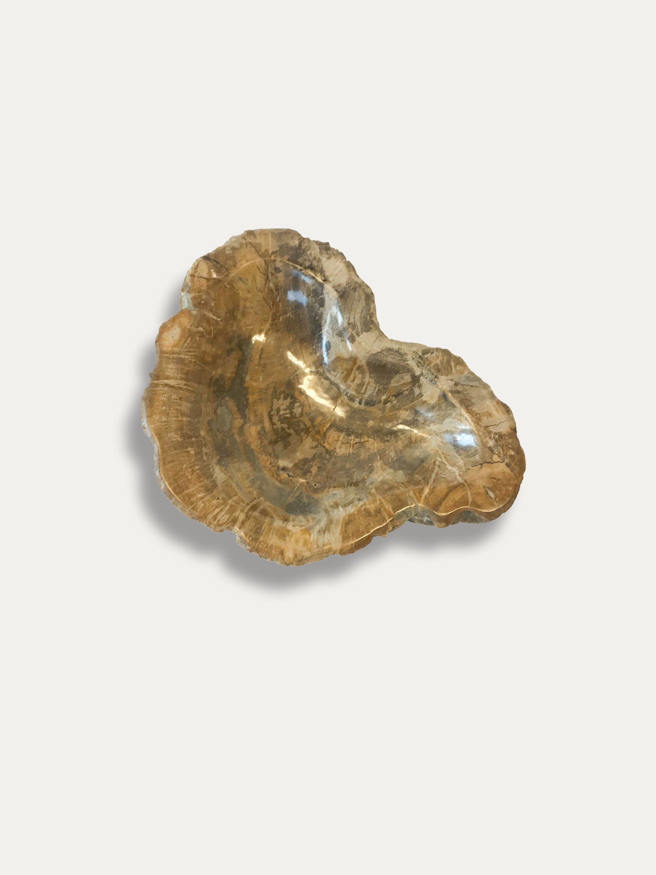 Petrified Wood Bowl - Enjoy Italy's largest collection of Petrified wood accessories!