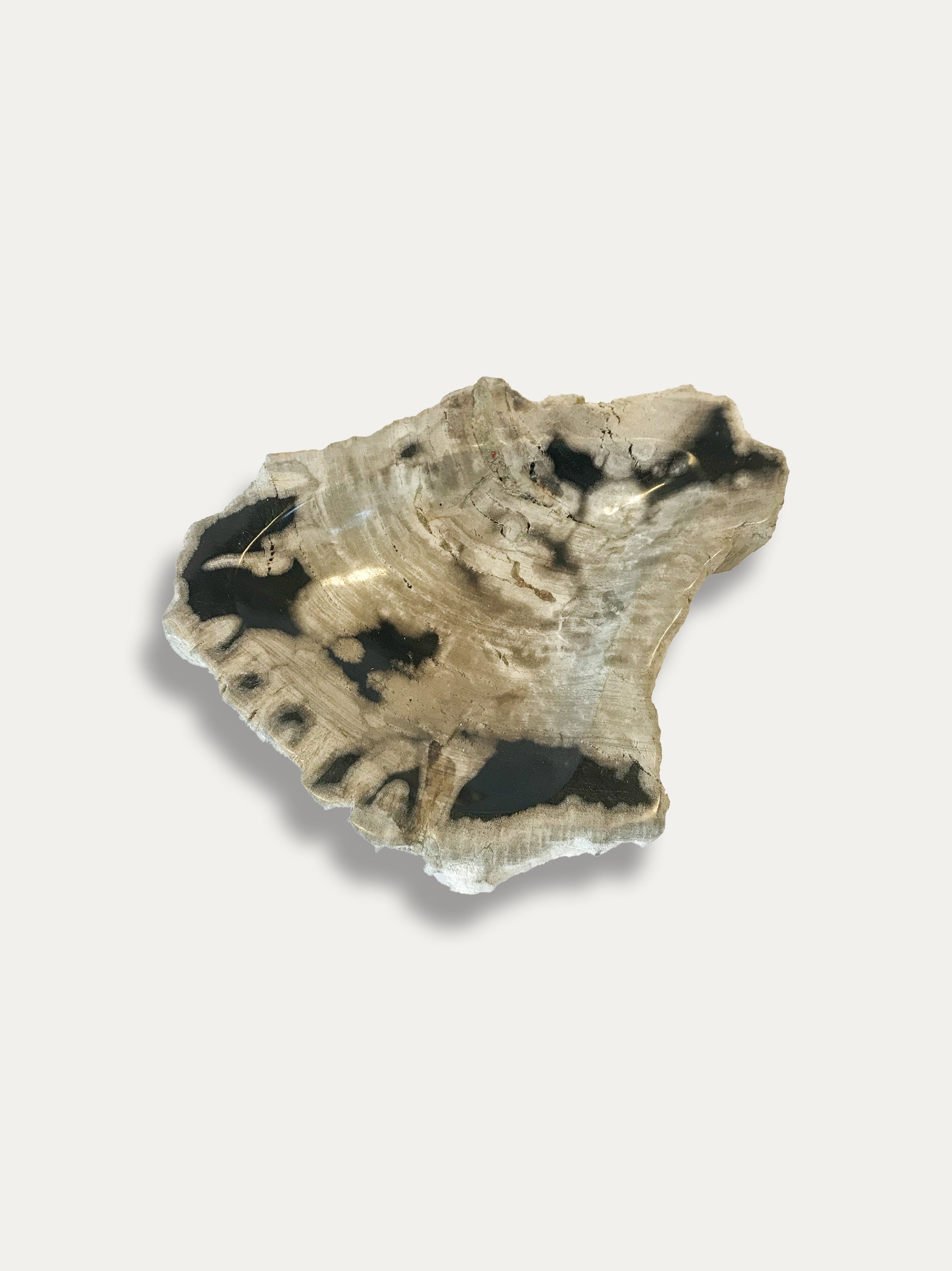 Petrified Wood Bowl - Enjoy Italy's largest collection of Petrified wood accessories!