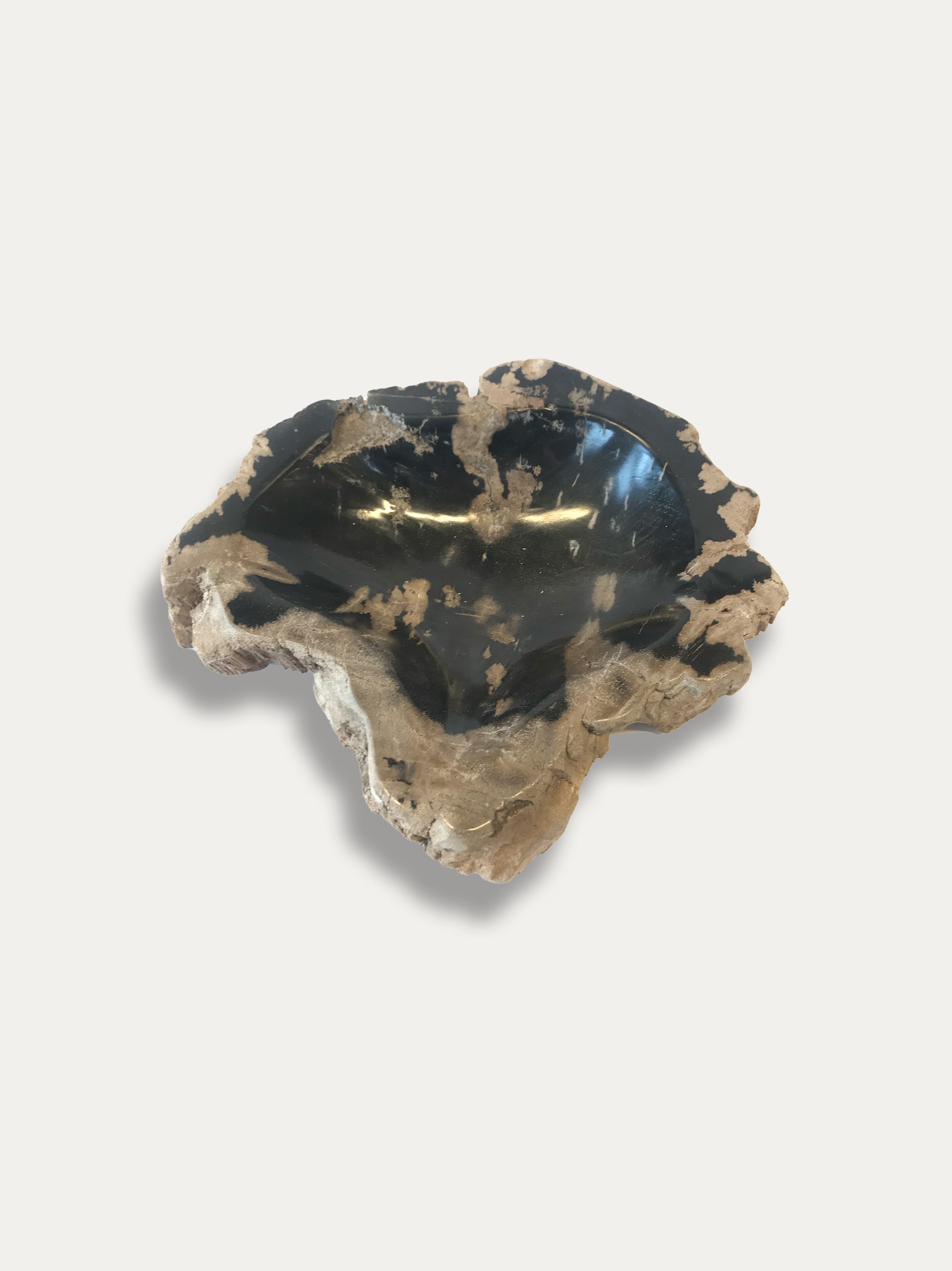 Petrified Wood Bowl - Enjoy Italy's largest collection of Petrified wood accessories!