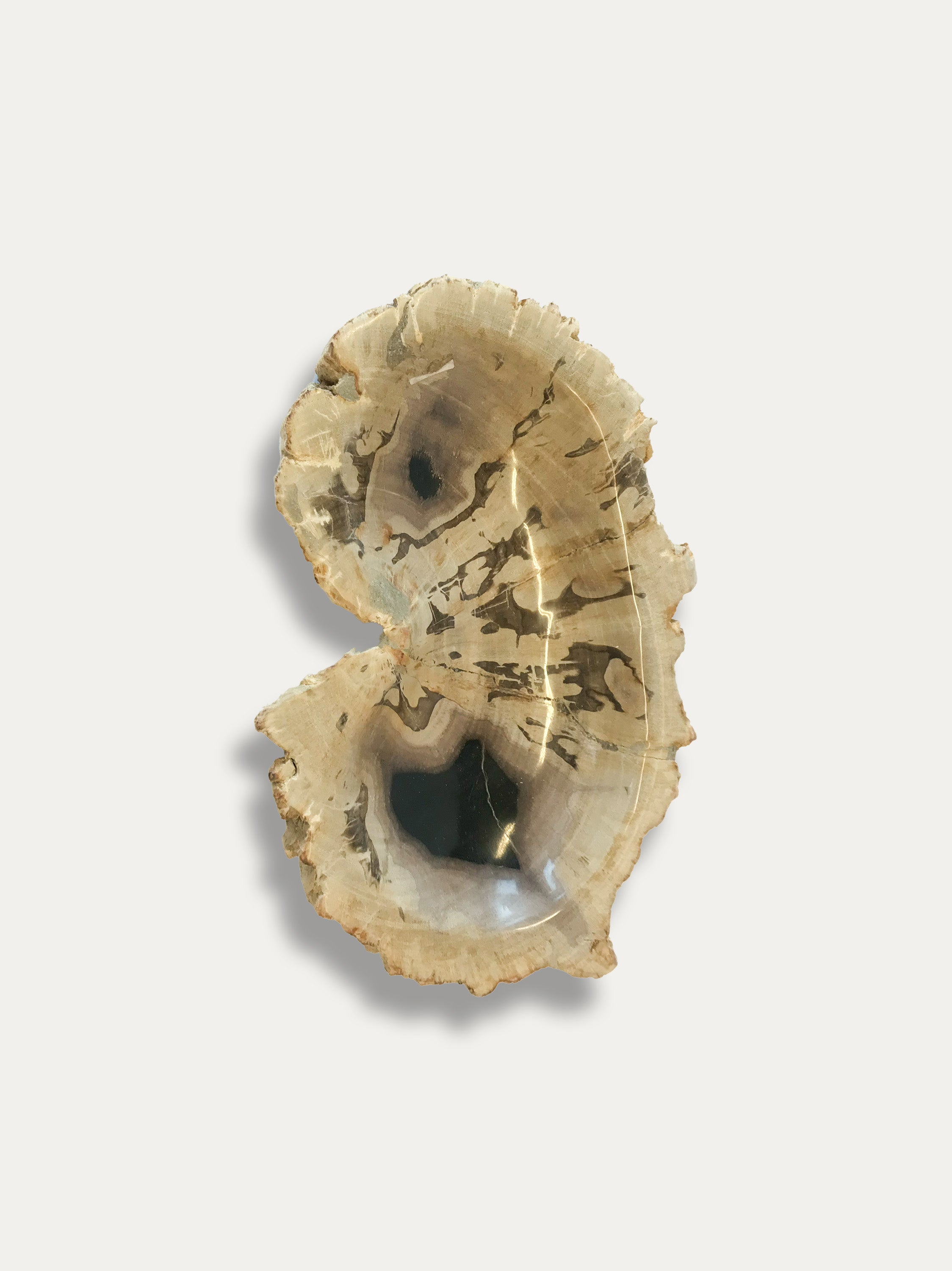 Petrified Wood Bowl - Enjoy Italy's largest collection of Petrified wood accessories!