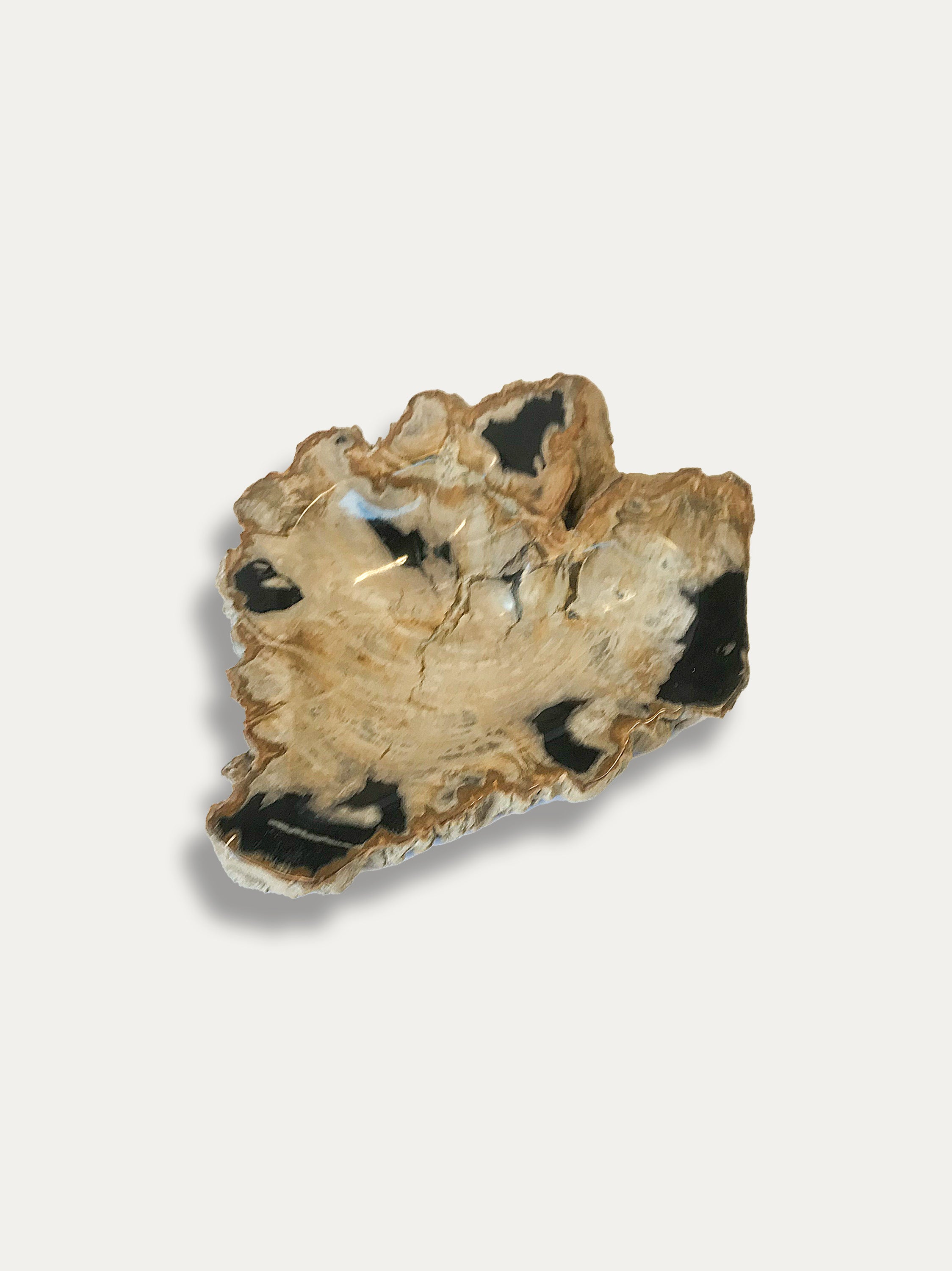 Petrified Wood Bowl - Enjoy Italy's largest collection of Petrified wood accessories!