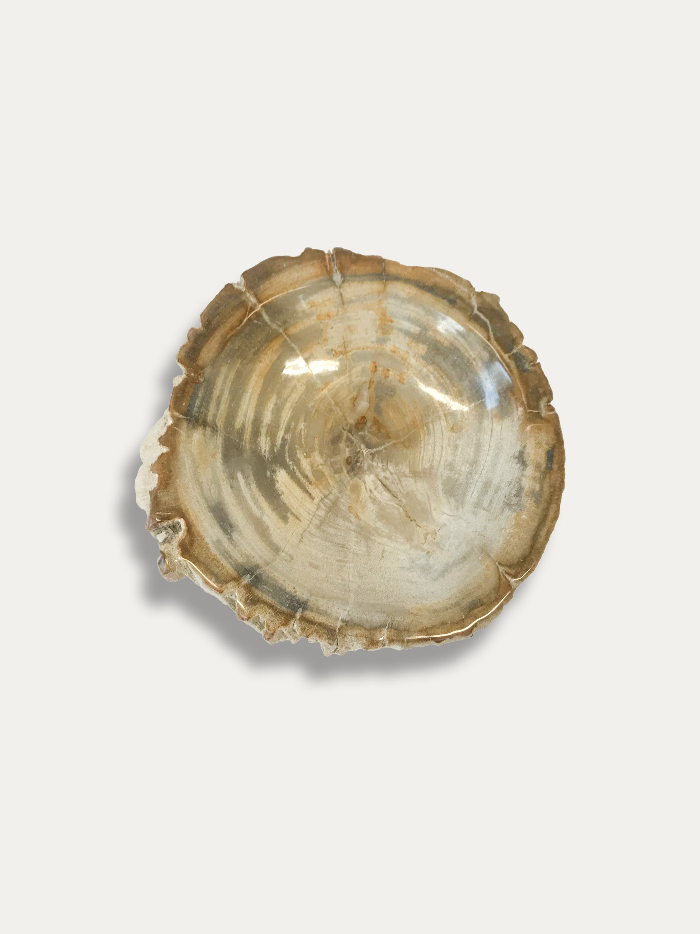 Petrified Wood Bowl - Enjoy Italy's largest collection of Petrified wood accessories!
