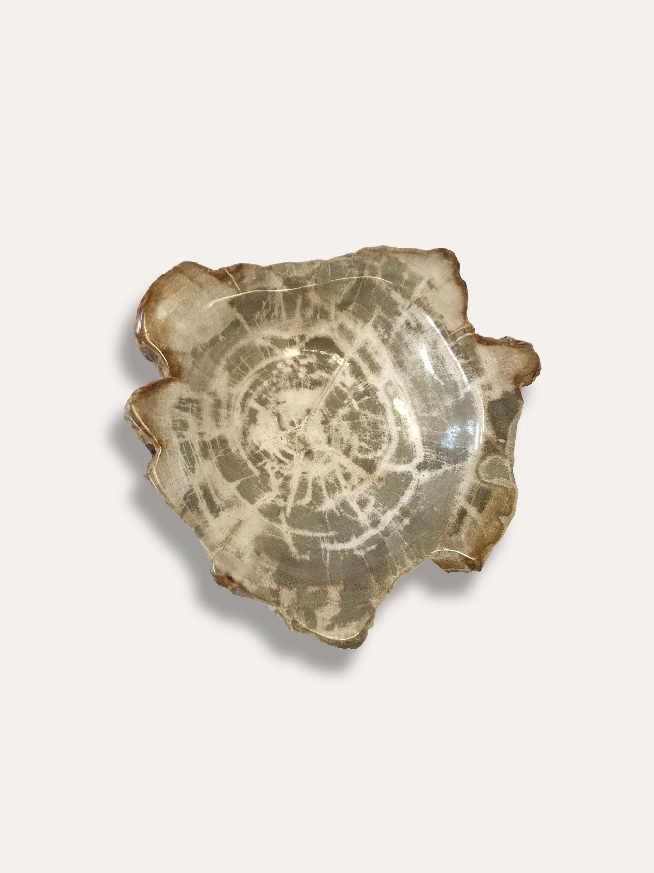 Petrified Wood Bowl - Enjoy Italy's largest collection of Petrified wood accessories!