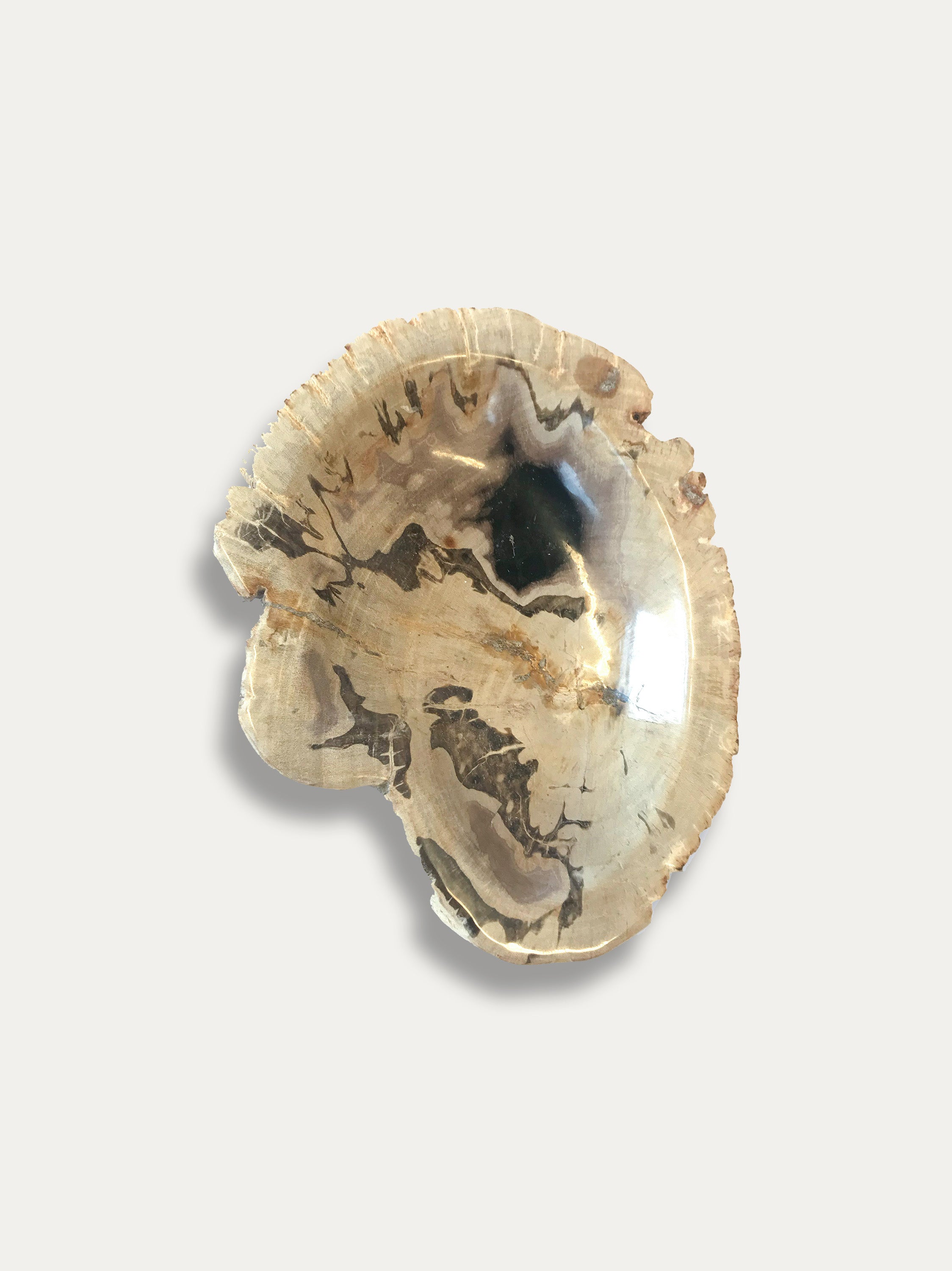 Petrified Wood Bowl - Enjoy Italy's largest collection of Petrified wood accessories!