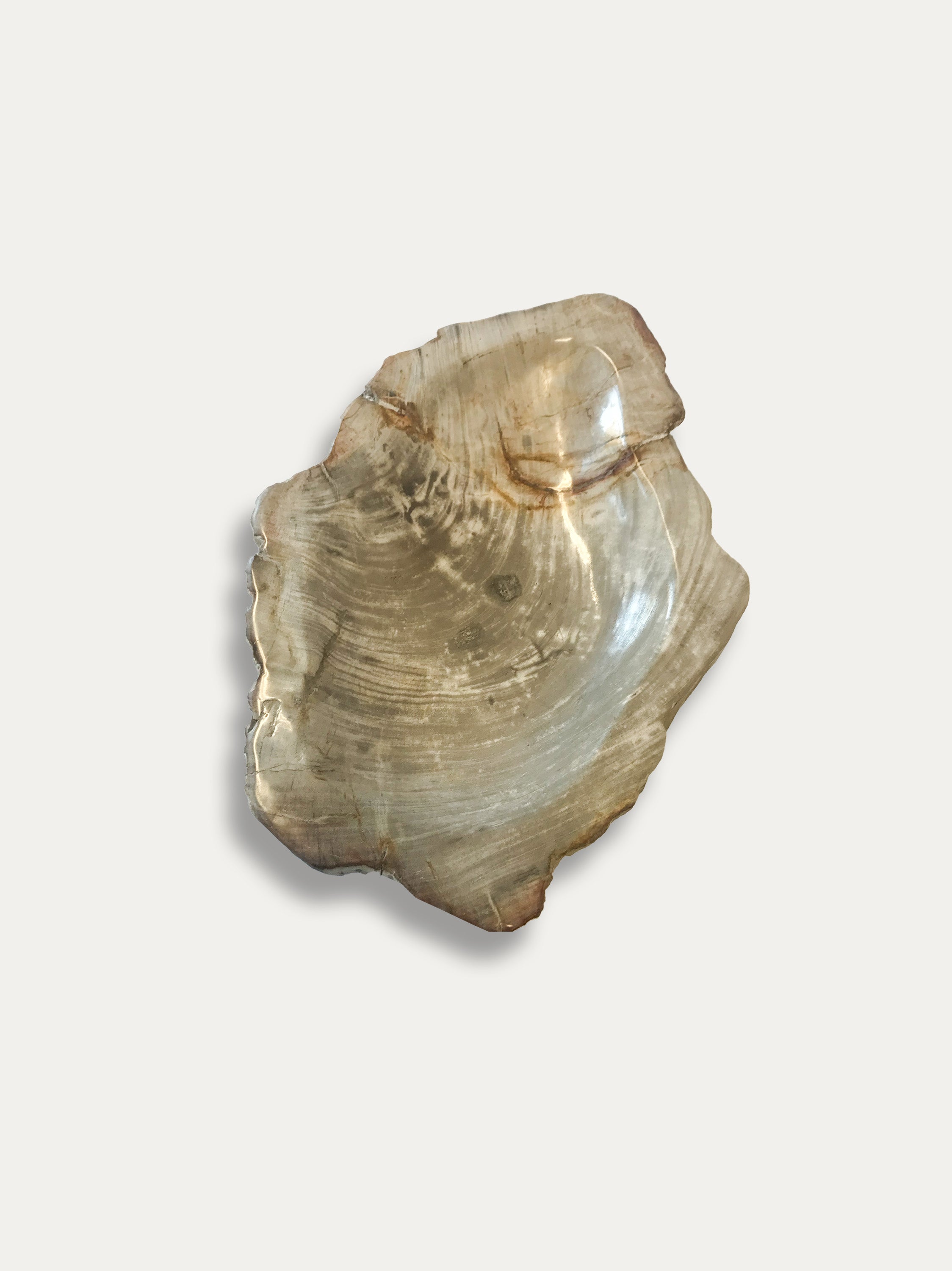 Petrified Wood Bowl - Enjoy Italy's largest collection of Petrified wood accessories!