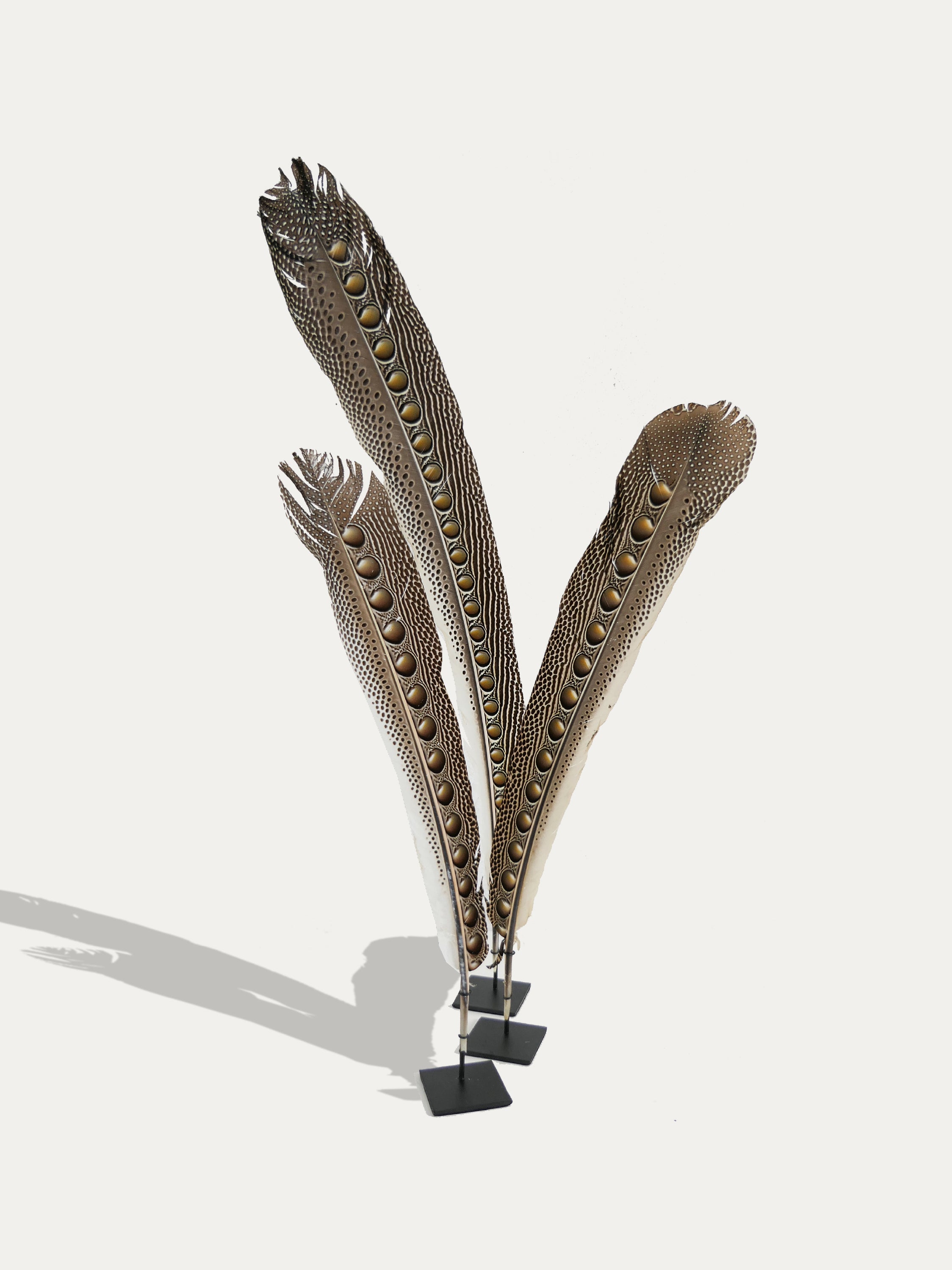 Set of 3 Pheasant Argus peacock feathers - Asian Art from Kirschon