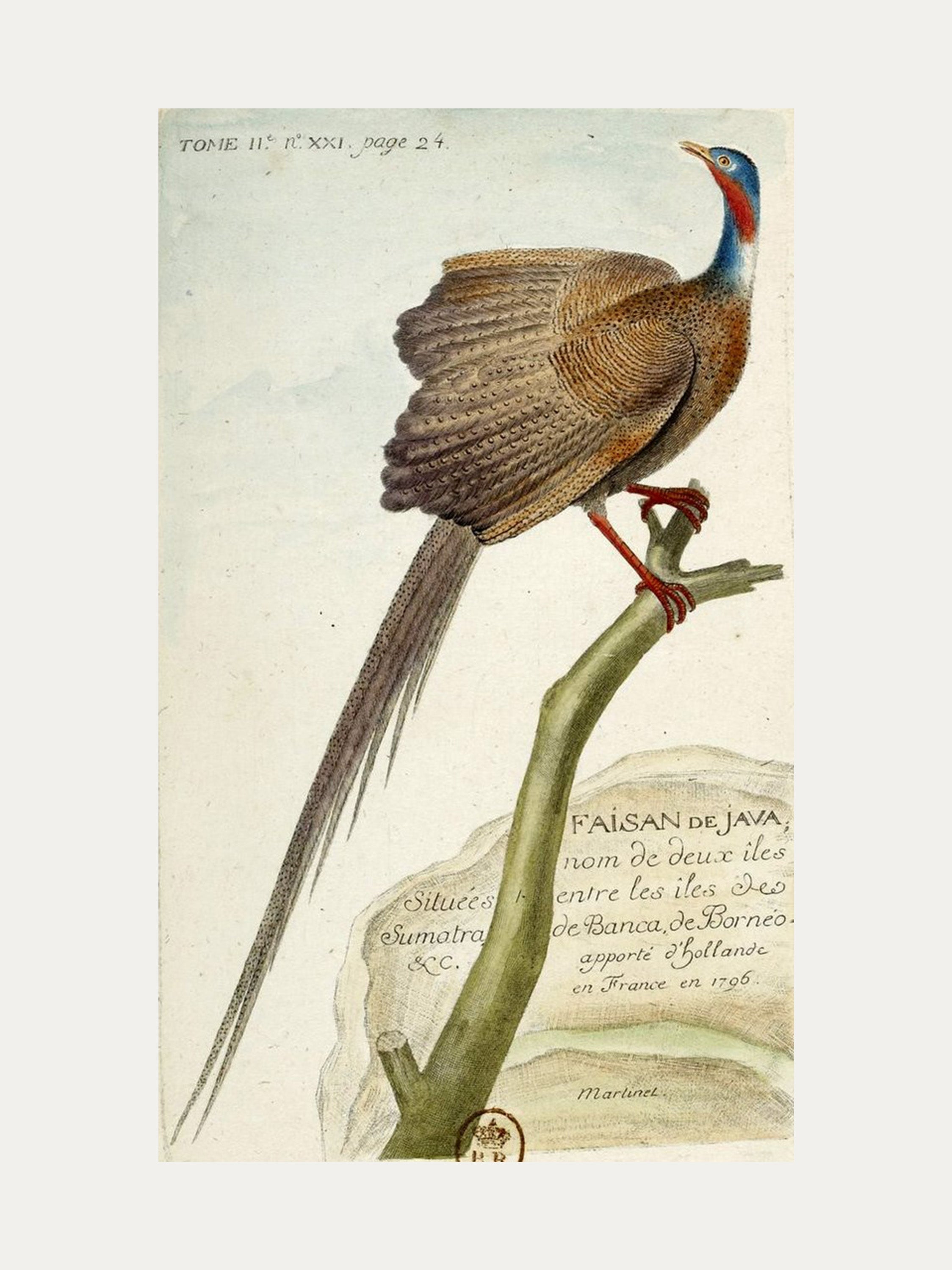 Set di 3 piume di Pavone