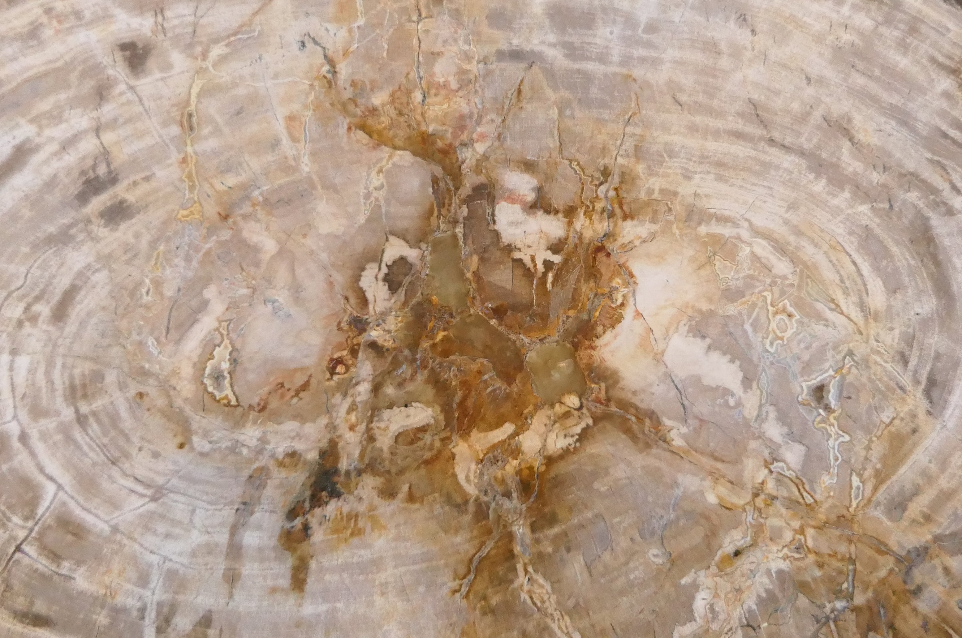 15 INTRIGUING FACTS AND BELIEFS ABOUT PETRIFIED WOOD