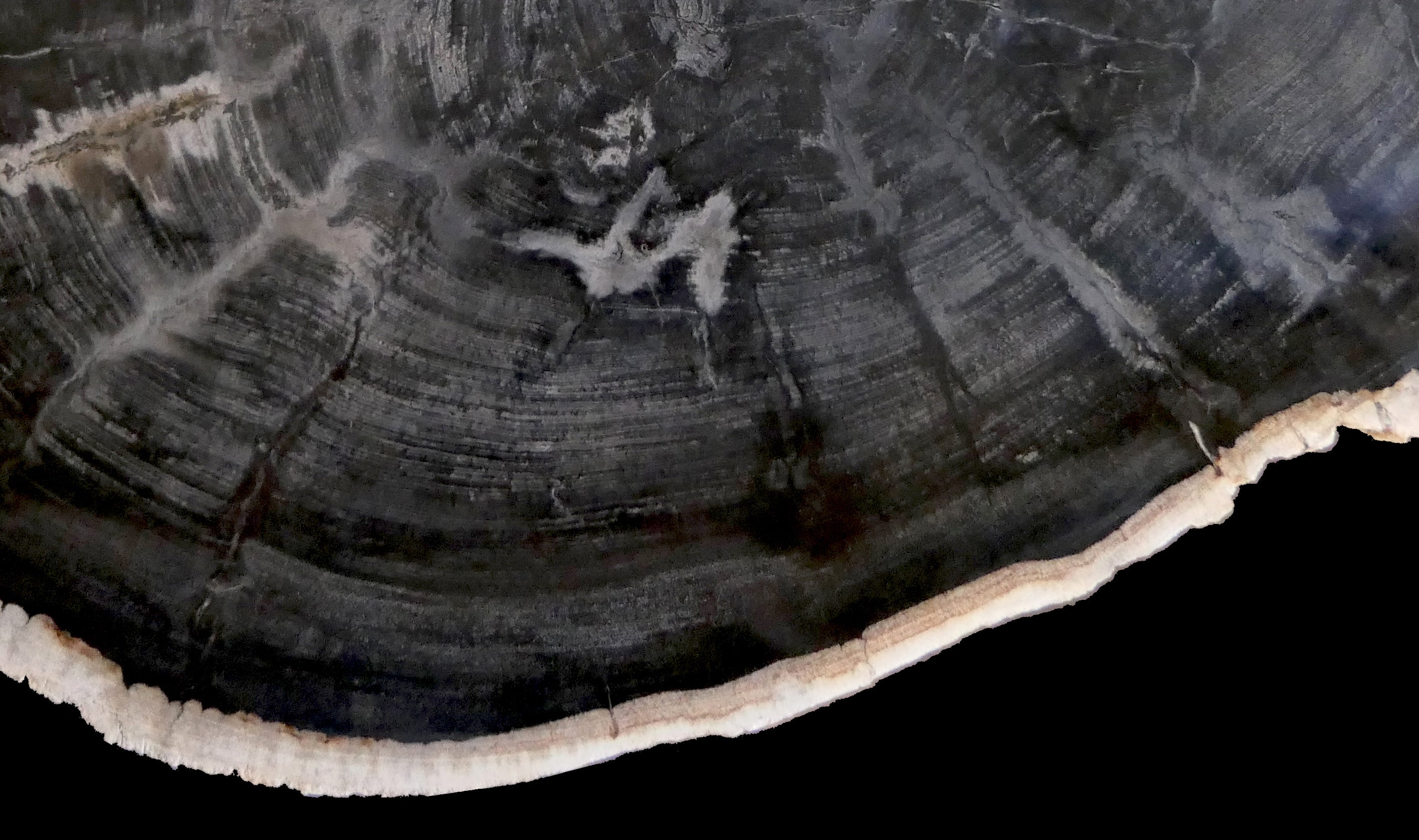 HOW TO CLEAN AND CARE FOR YOUR PETRIFIED WOOD