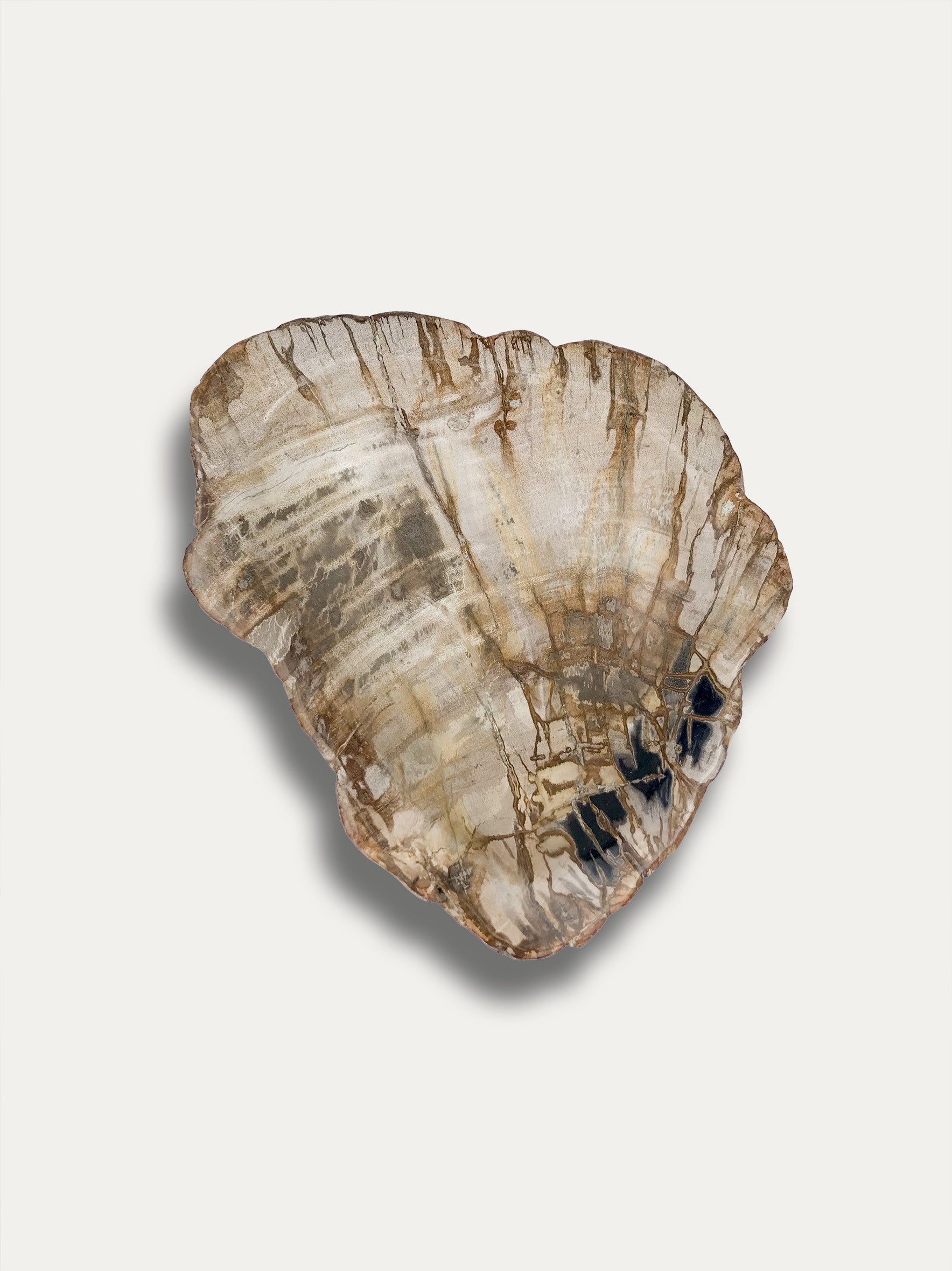 Petrified wood bowl