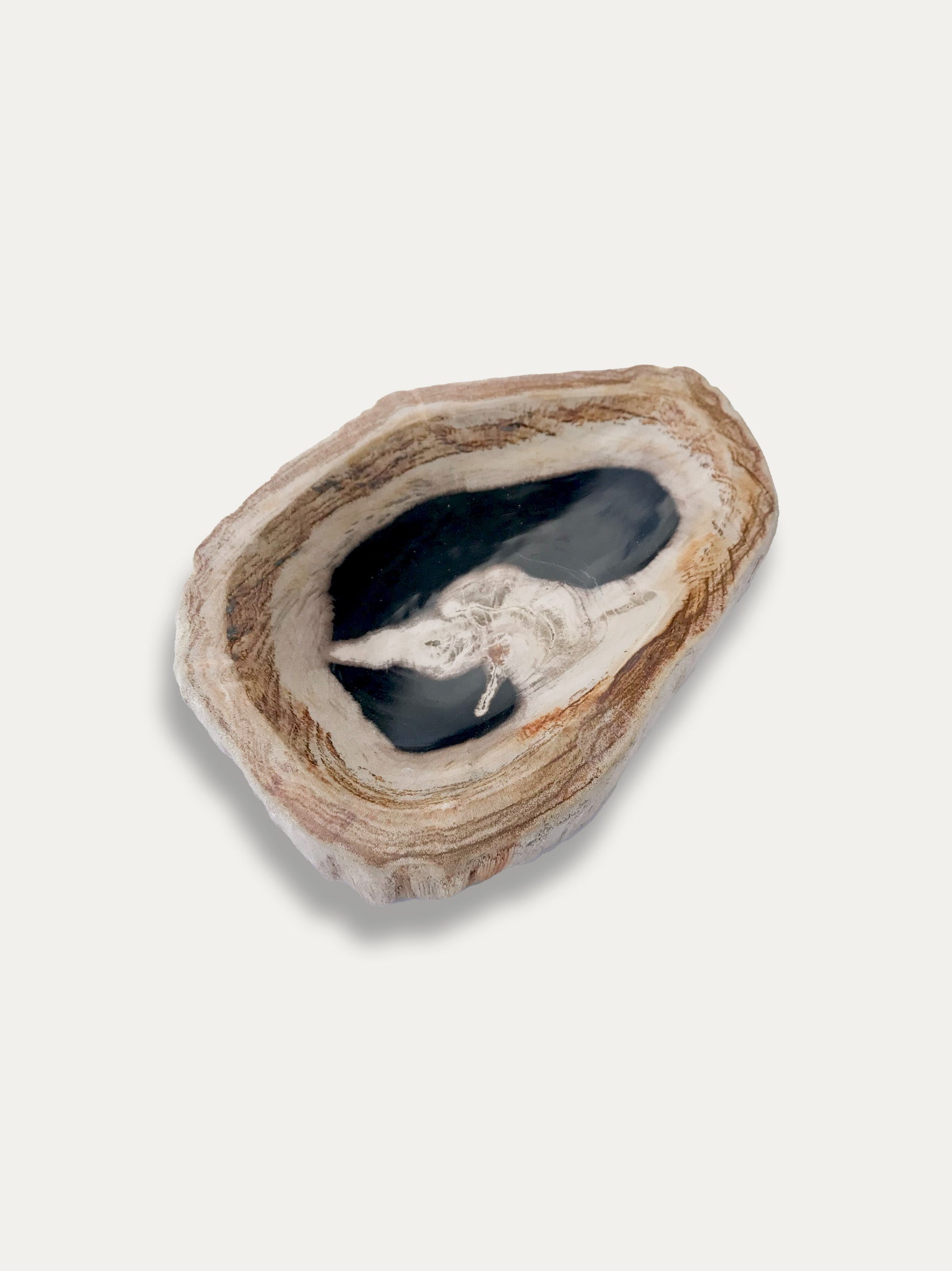 Petrified wood bowl