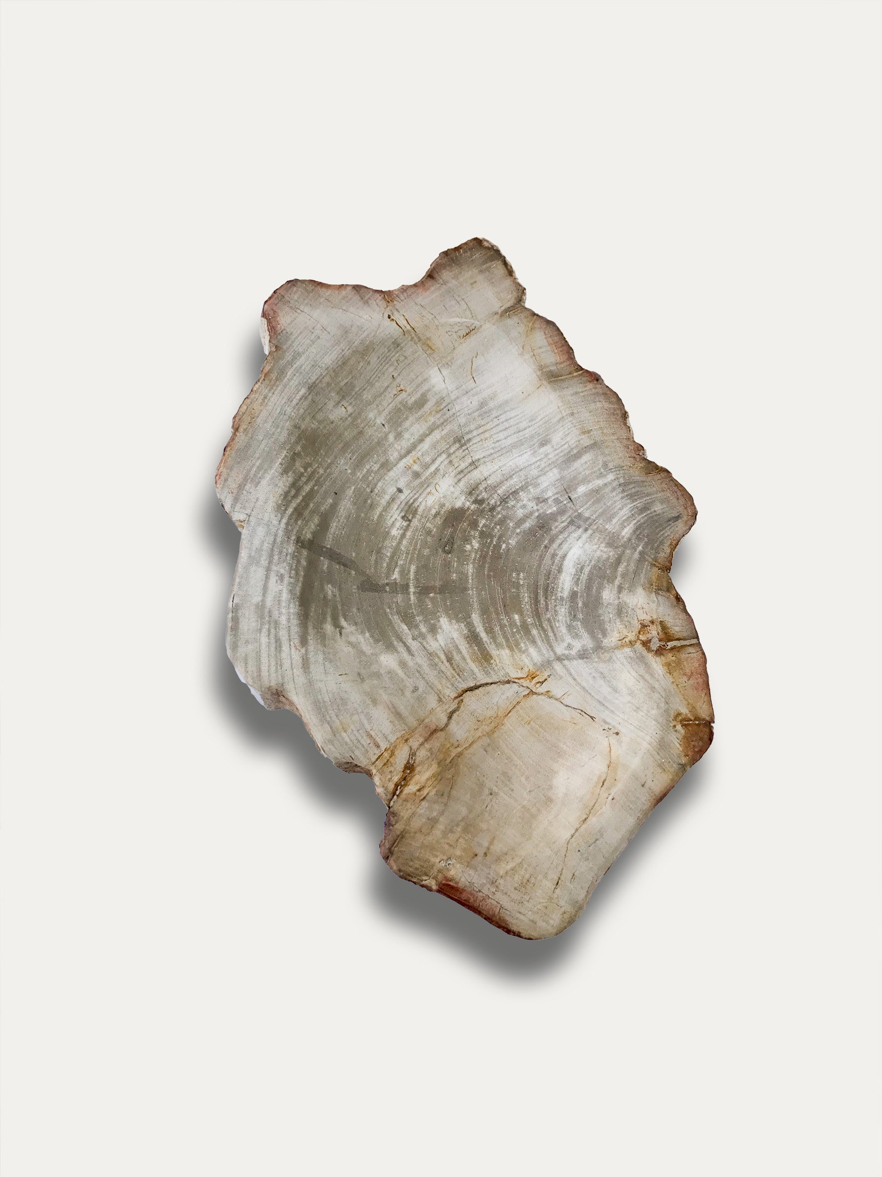 Petrified wood bowl