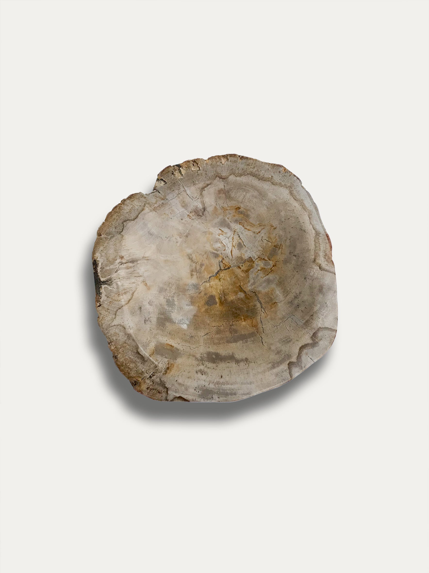 Petrified wood bowl