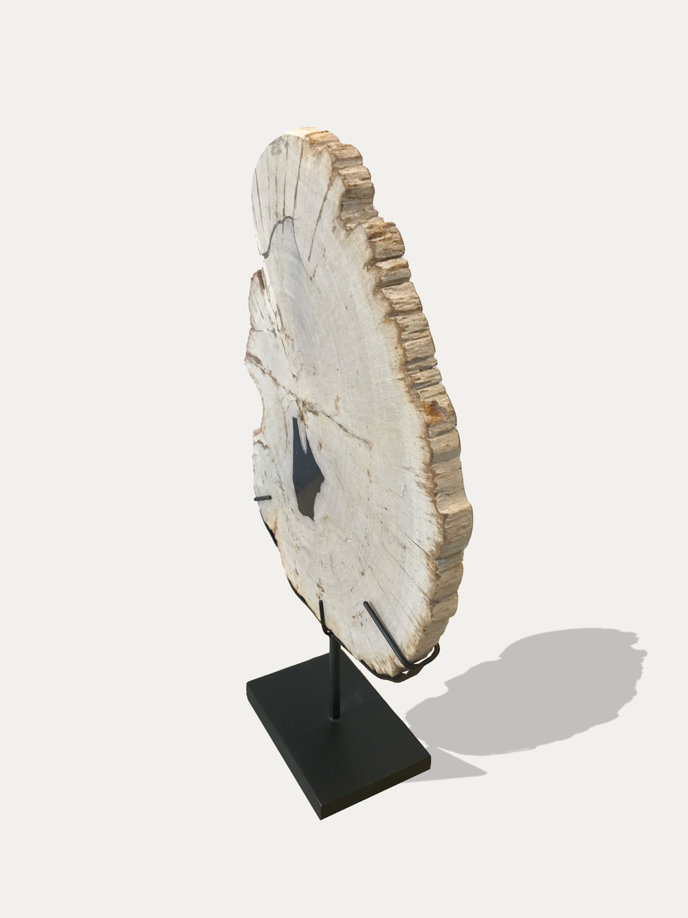 Petrified / Fossilized Wood Tray and sculpture, scultura in legno
