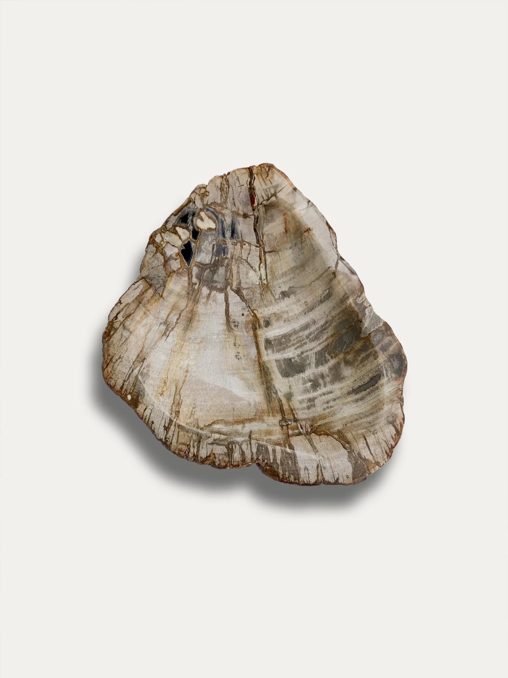 Petrified wood bowl