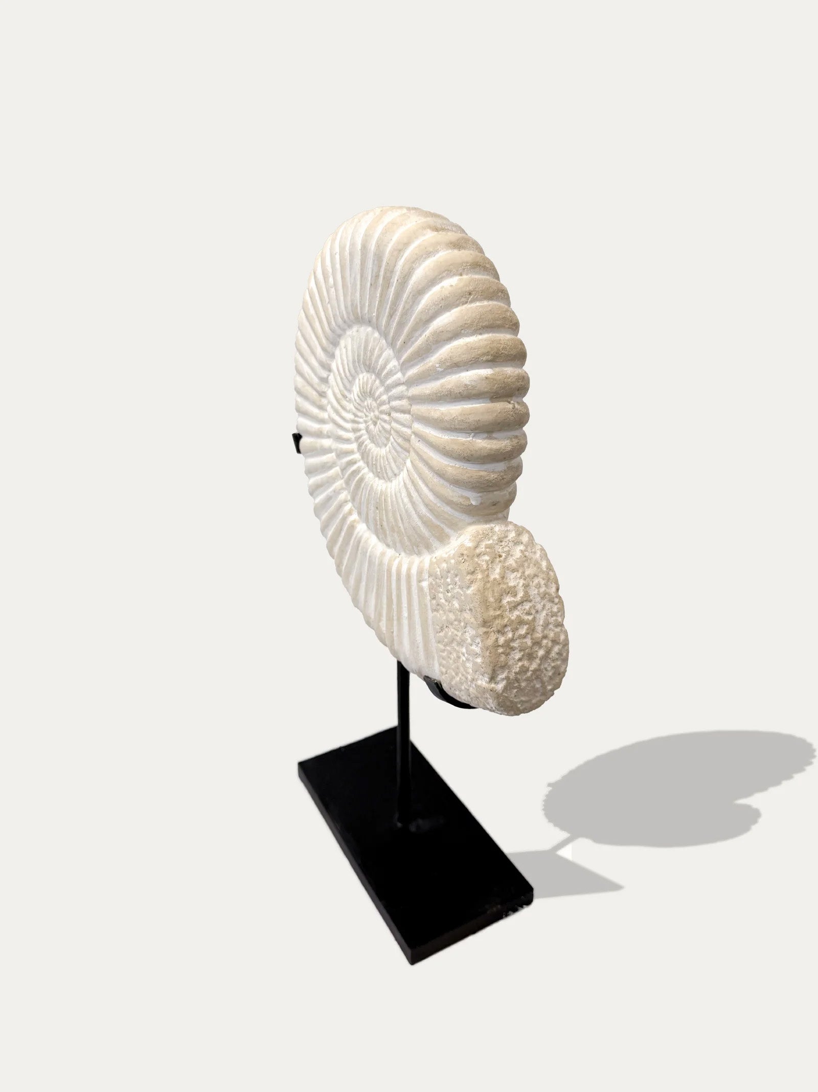 Set di 2 statue di Ammonite di Java