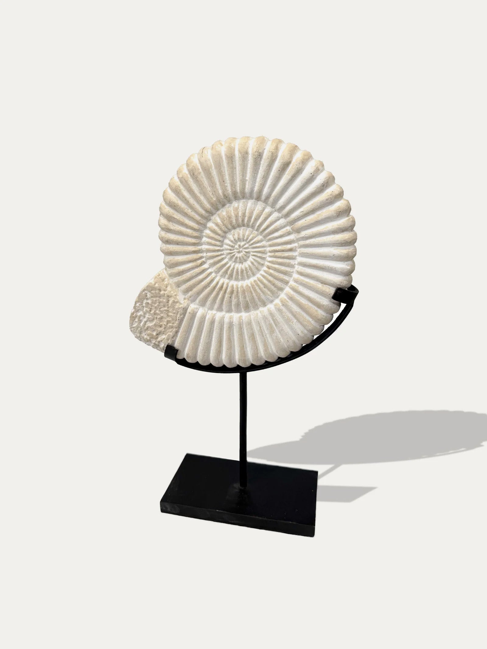 Set di 2 statue di Ammonite di Java