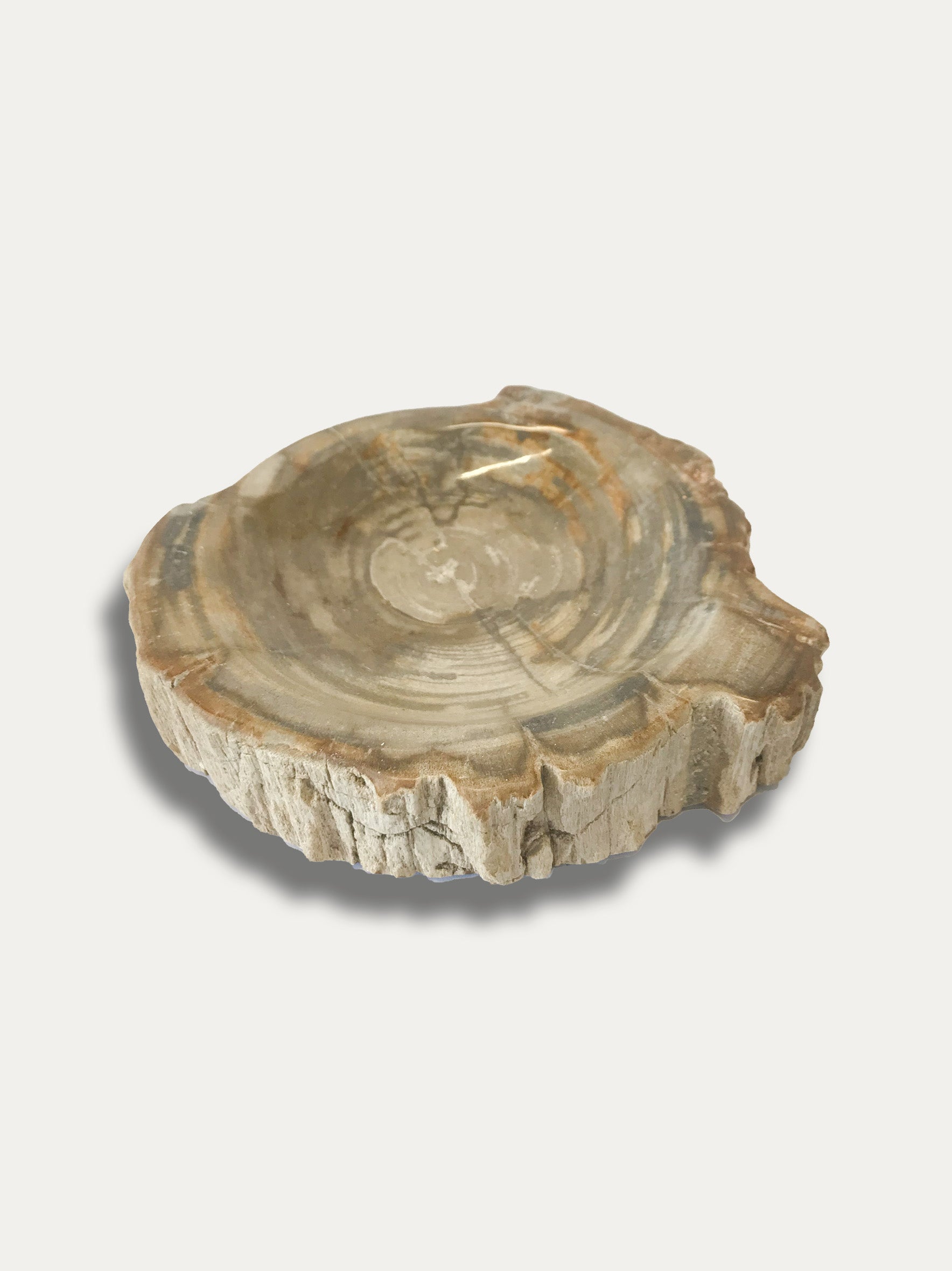 Petrified Wood Bowl 