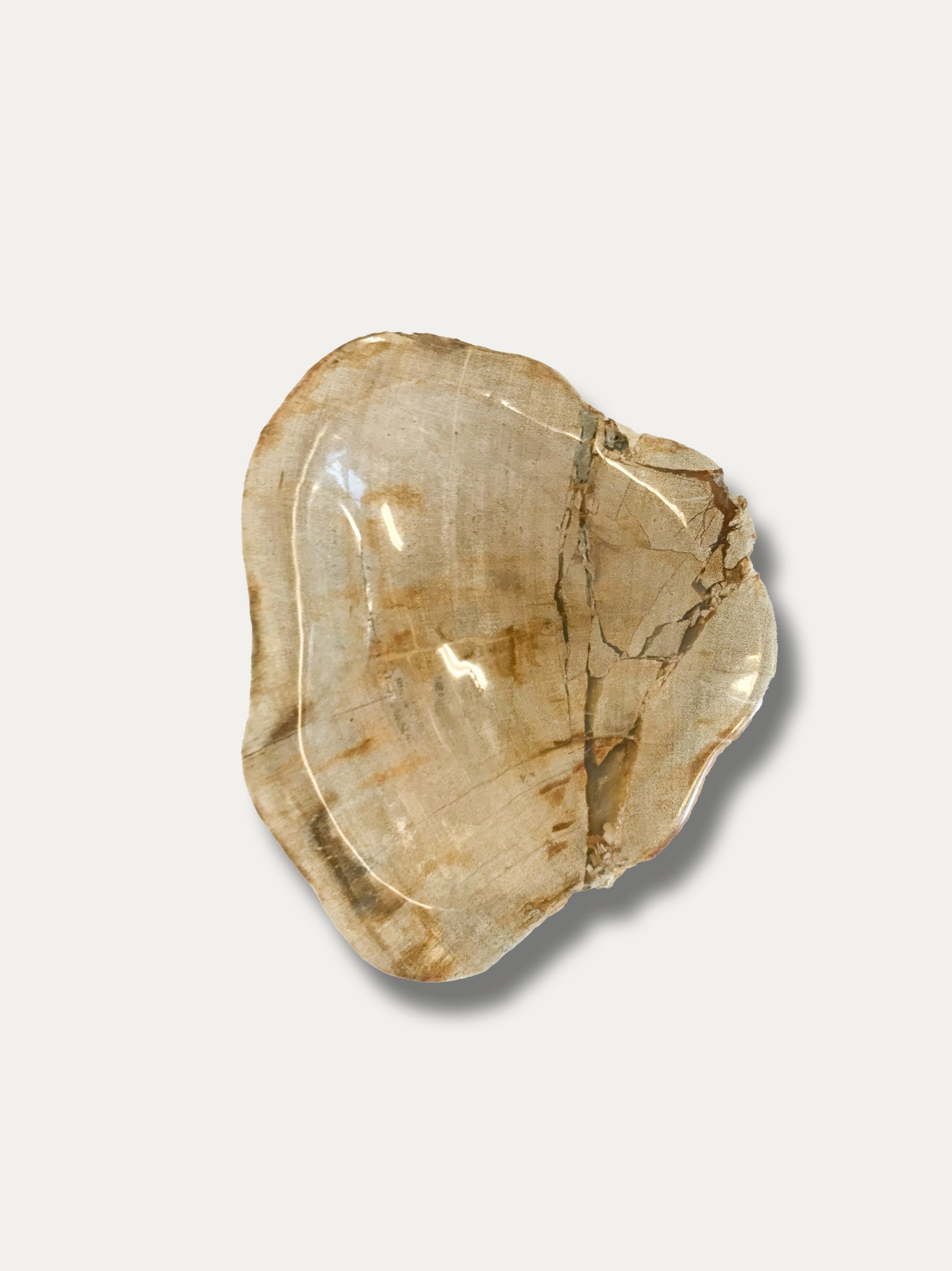 Petrified wood bowl