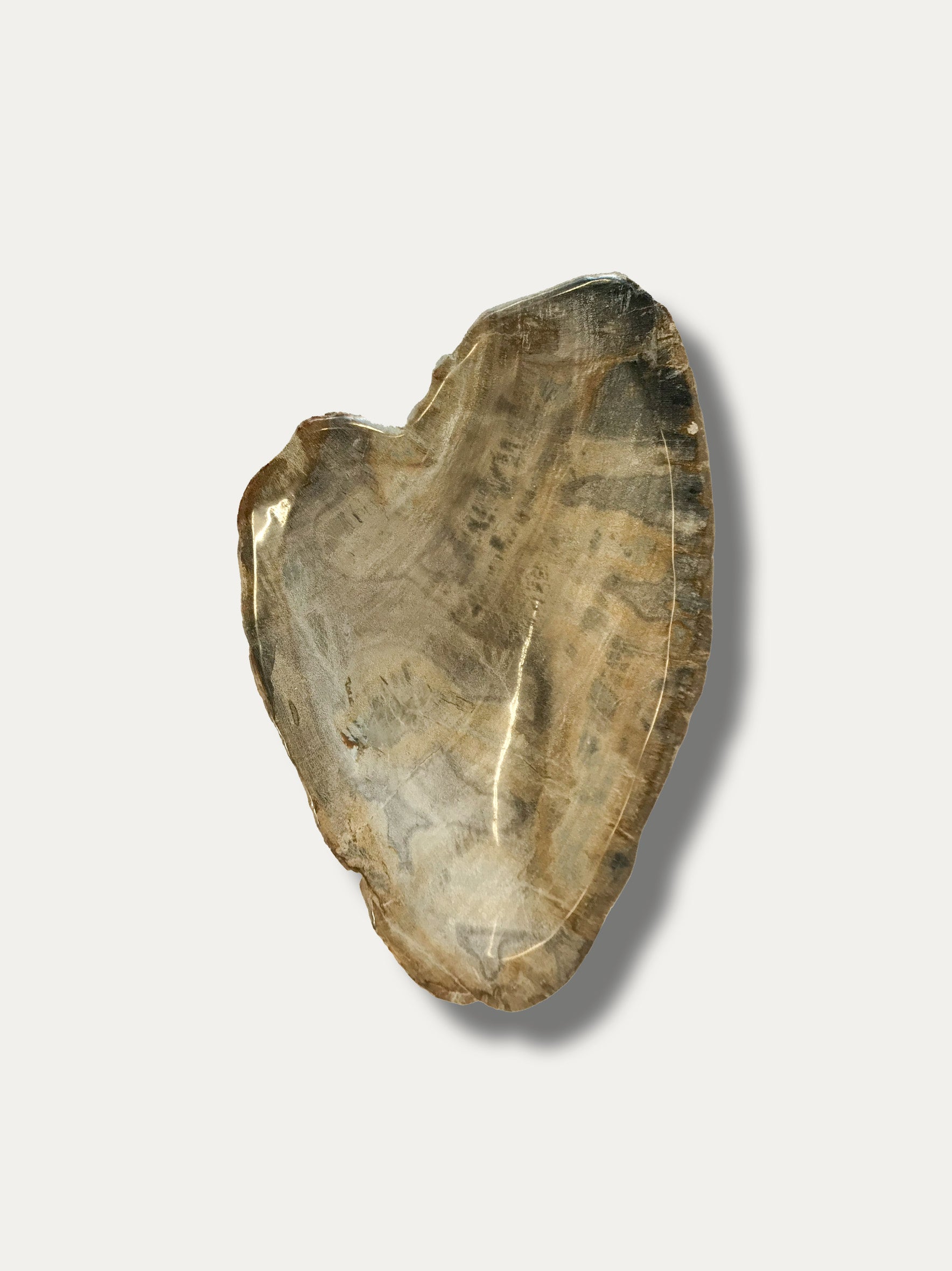 Petrified wood bowl