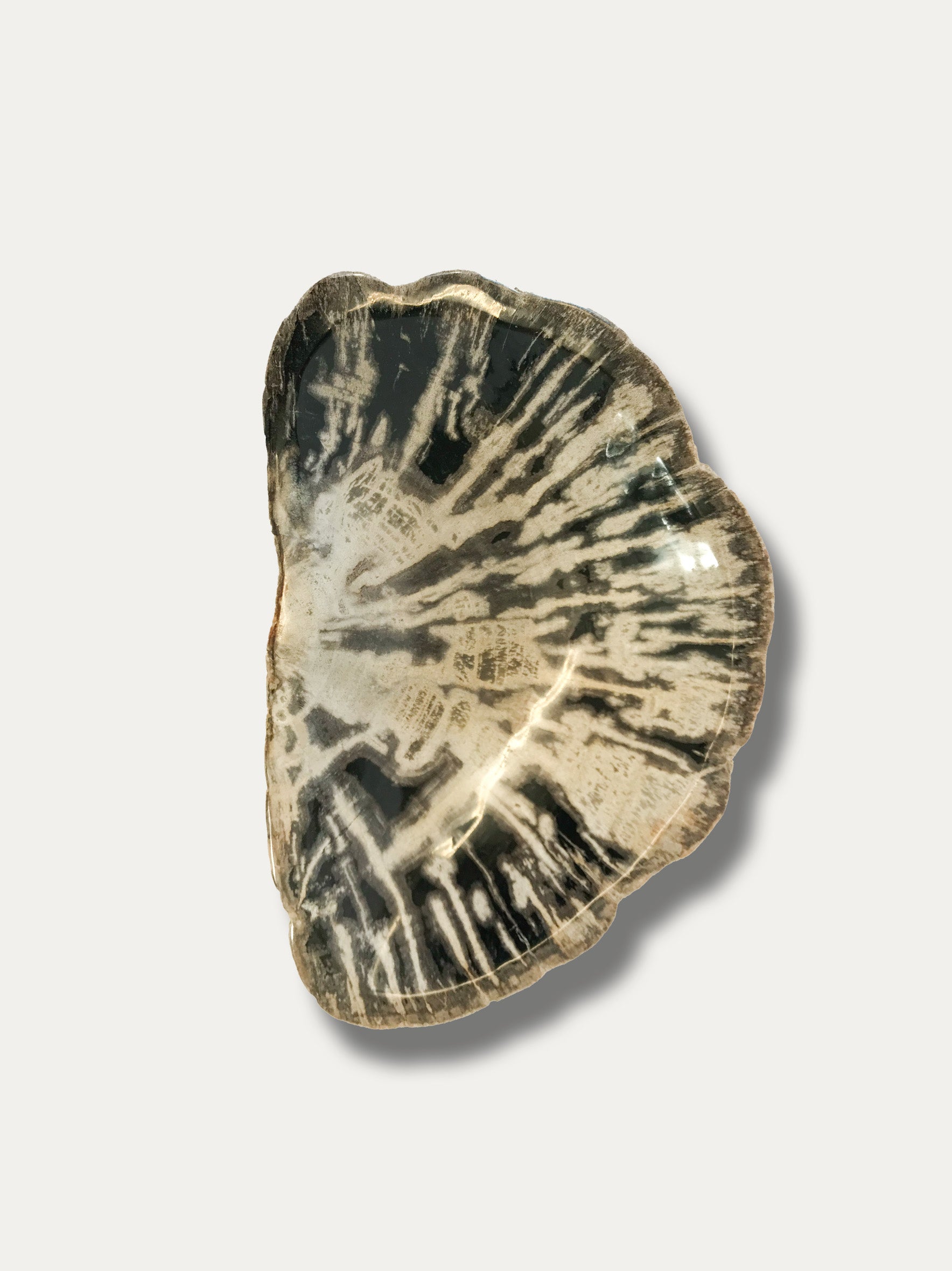 Petrified wood bowl