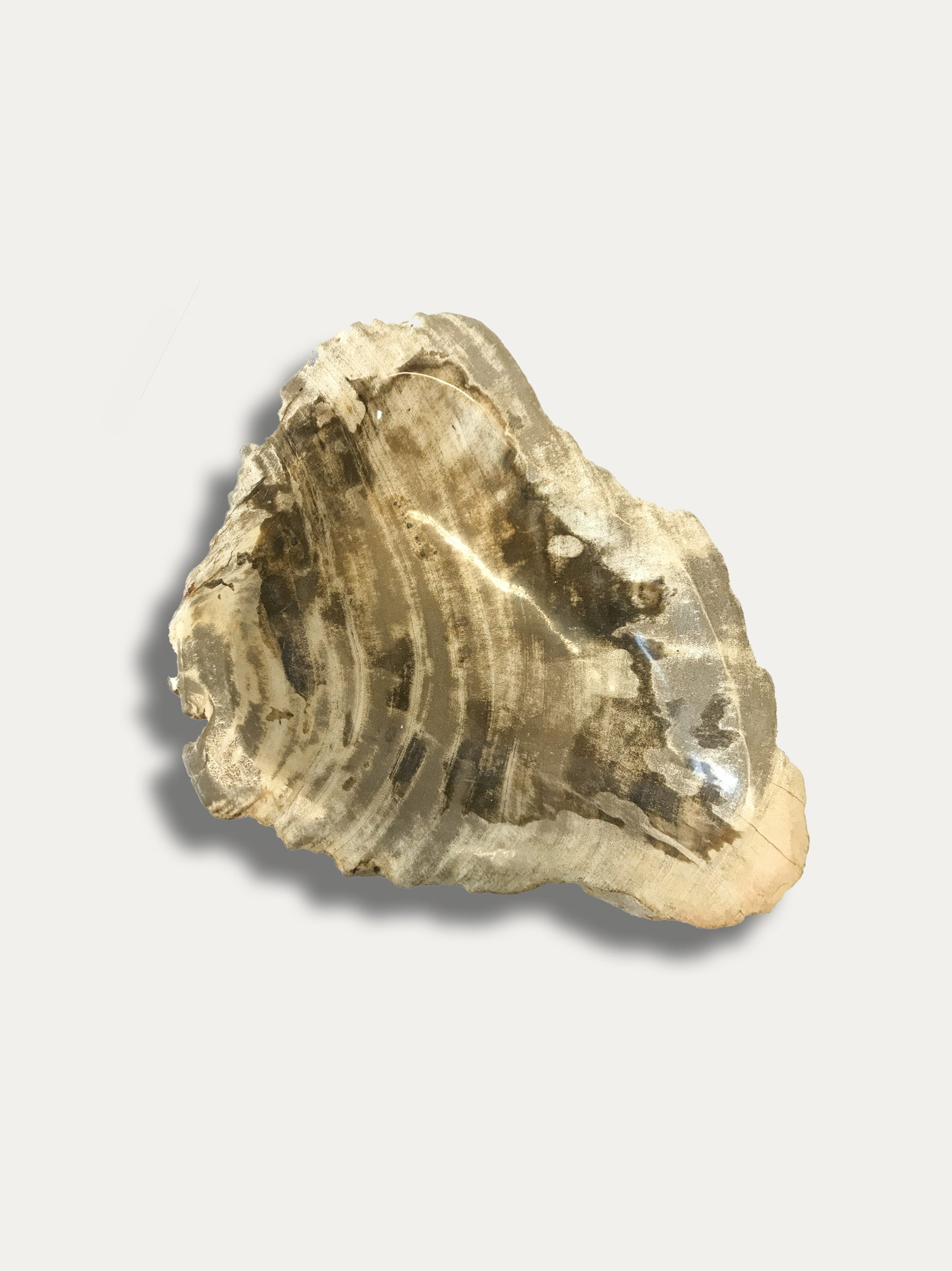 Petrified Wood Bowl