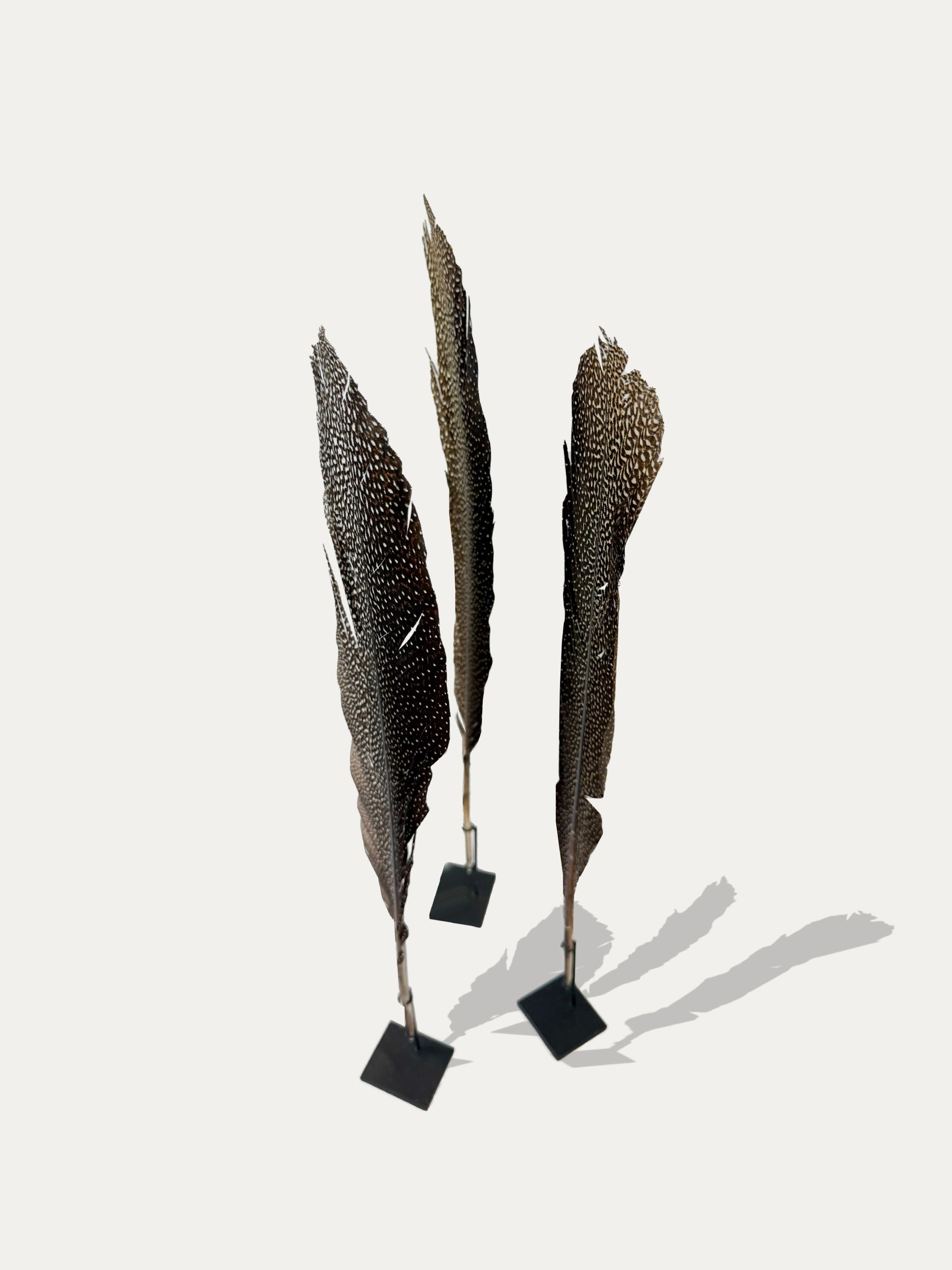 peacock-family-ceremonial-feathers-from-indonesia-set-of-3