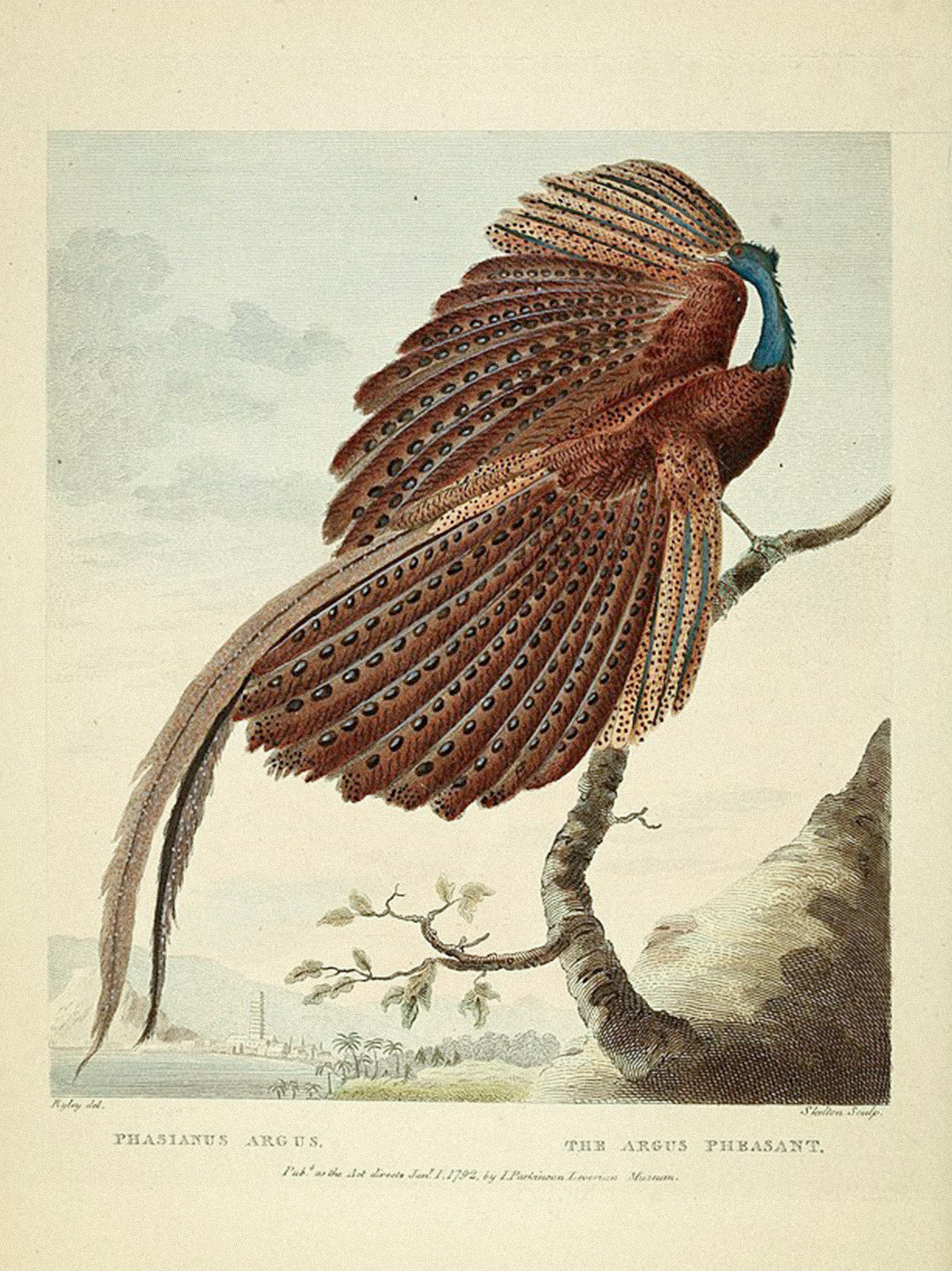 Great Argus peacock