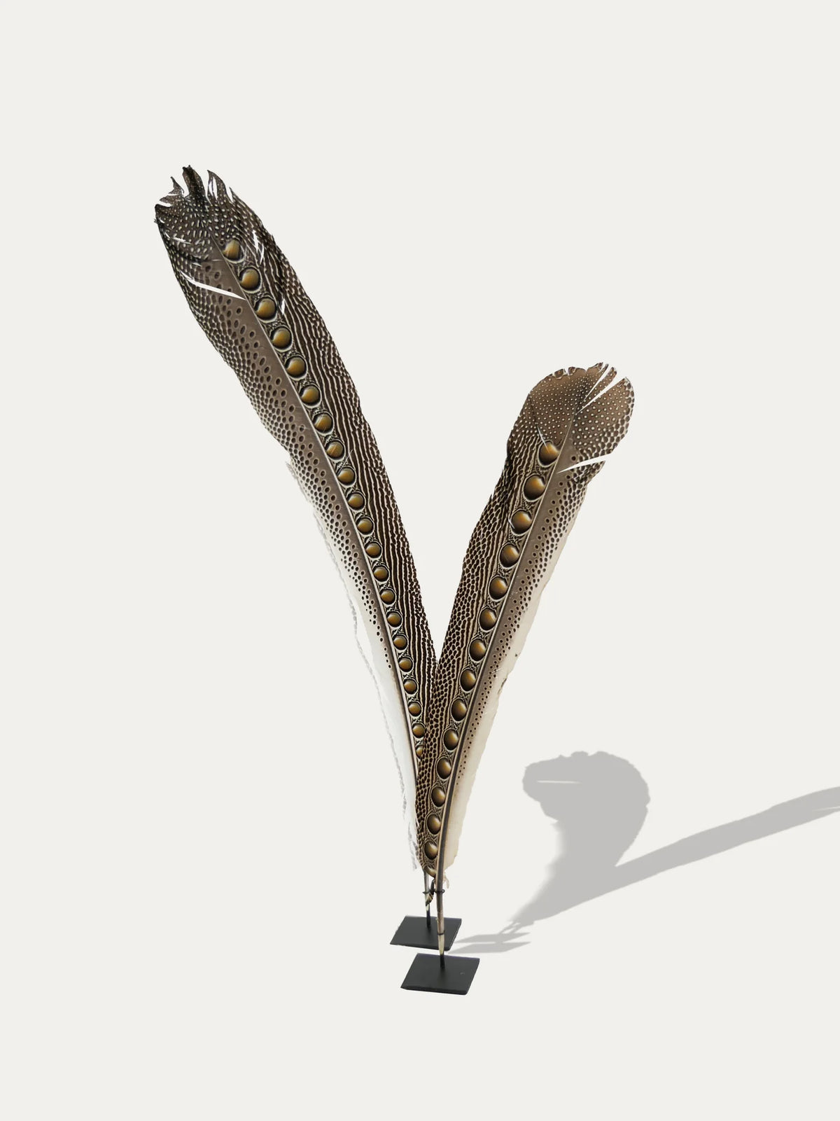 Juego de dos plumas de pavo real de Indonesia con motivos naturales, sobre soportes individuales de metal negro
