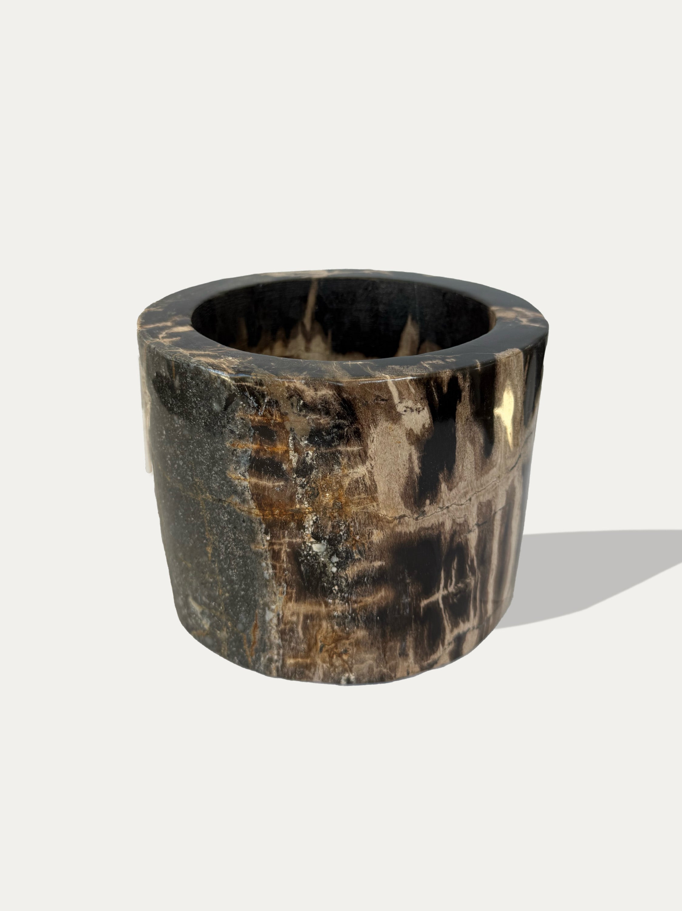 rare-petrified-wood-décor-handpicked