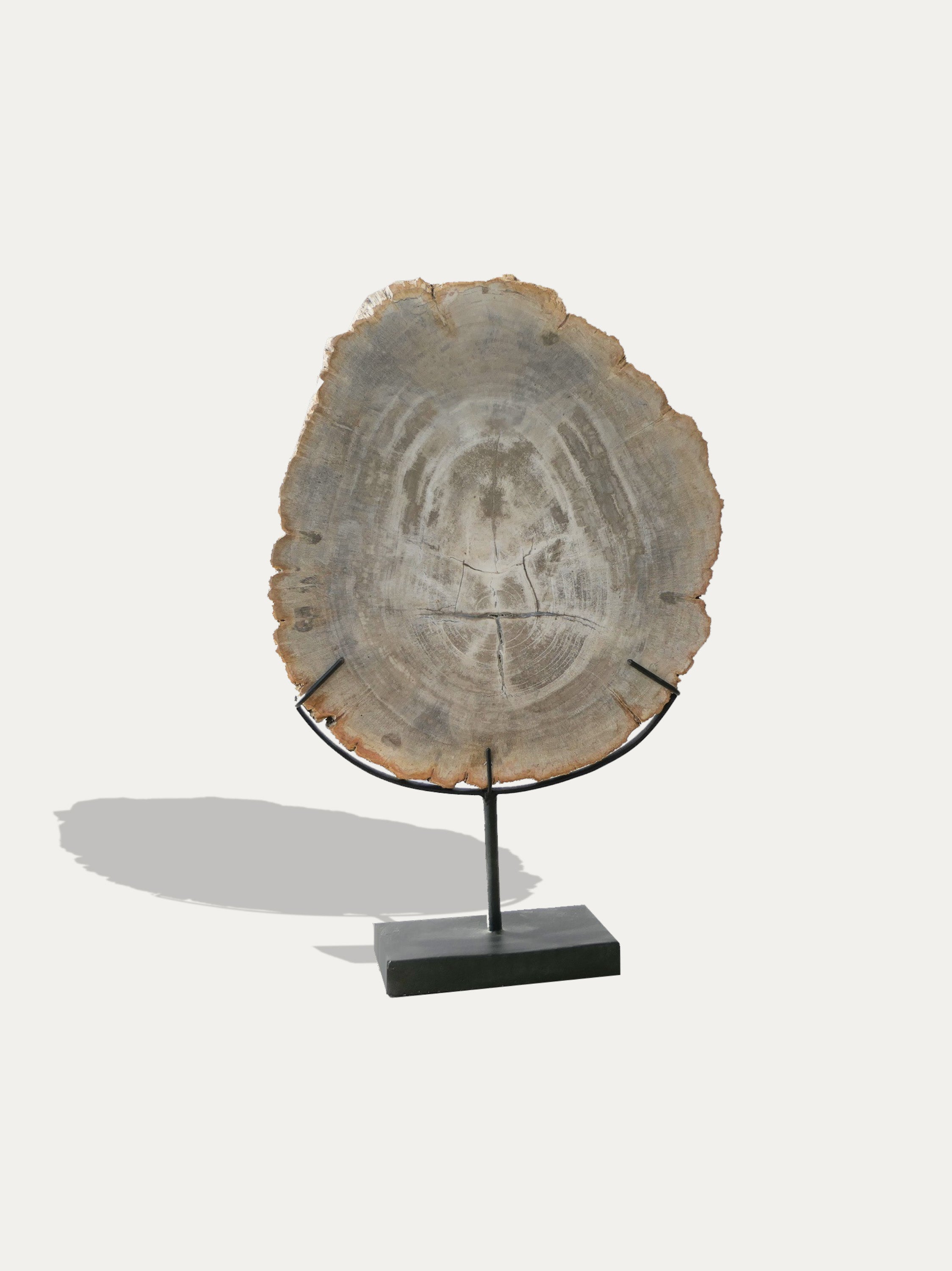 Petrified / Fossilized Wood Tray and sculpture, scultura in legno